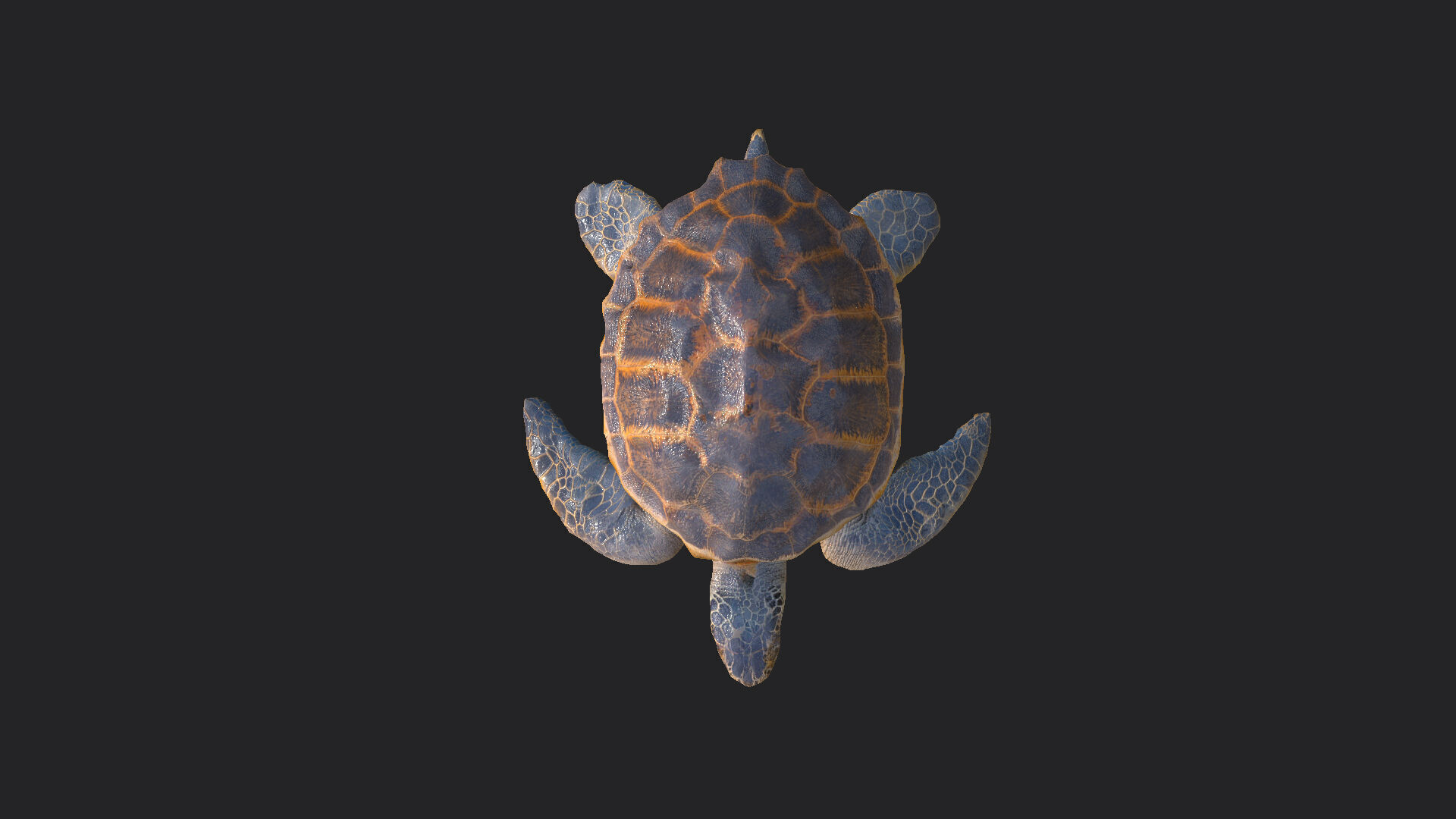 sea turtle 3D Model 001 Low-poly 3D model_10