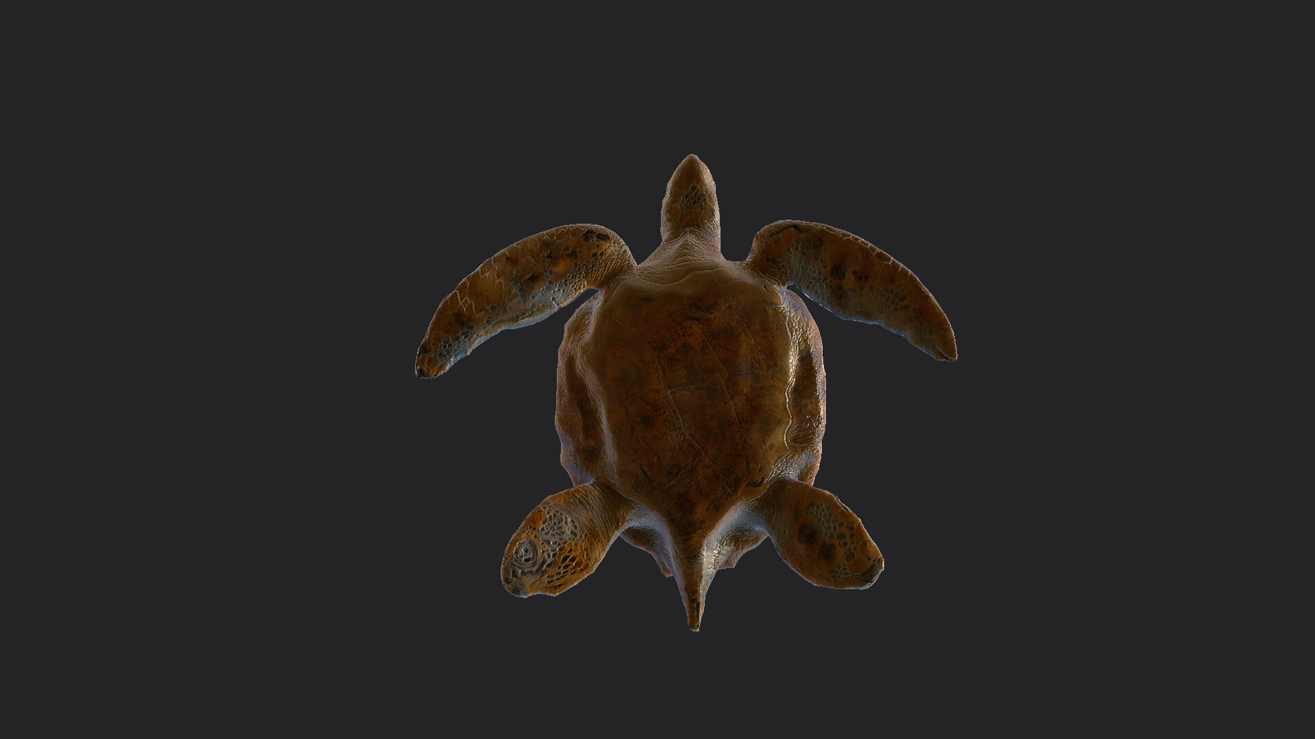 sea turtle 3D Model 001 Low-poly 3D model_11