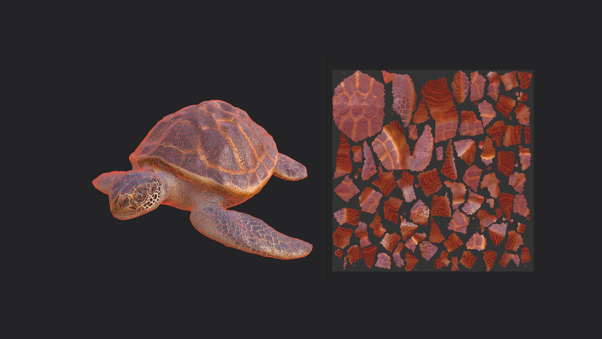 sea turtle 3D Model 001 Low-poly 3D model_12