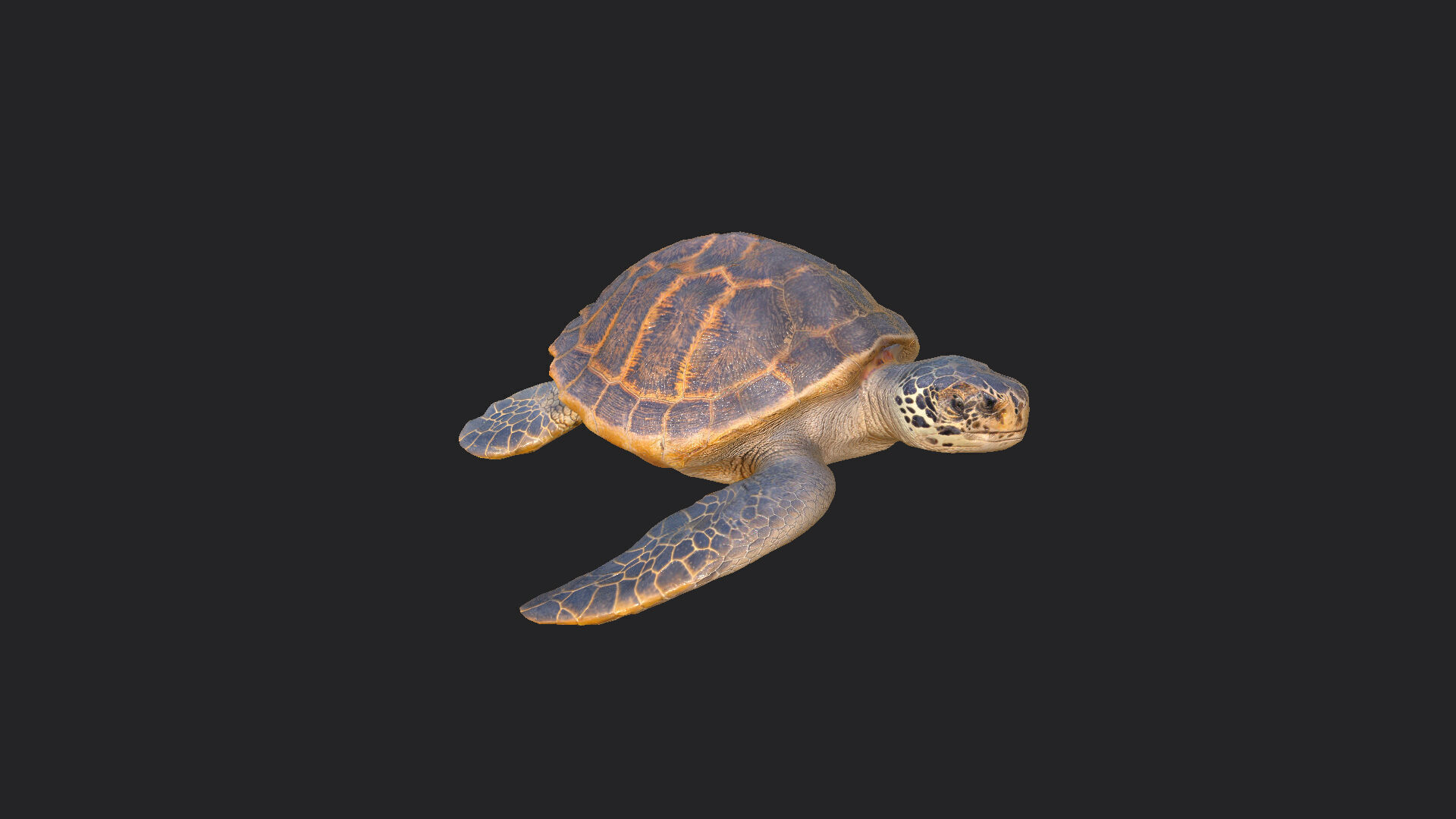 sea turtle 3D Model 001 Low-poly 3D model_8