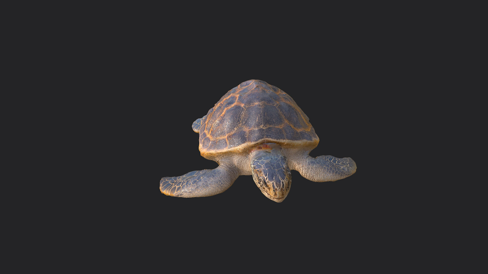 sea turtle 3D Model 001 Low-poly 3D model_9