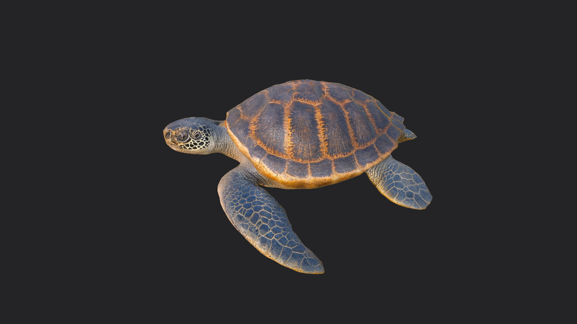 sea turtle 3D Model 001 Low-poly 3D model_1