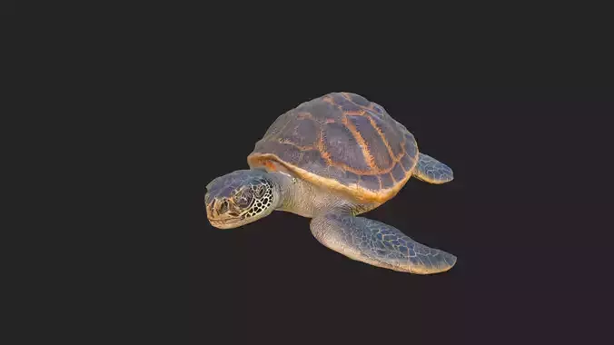 sea turtle 3D Model 001 Low-poly 3D model