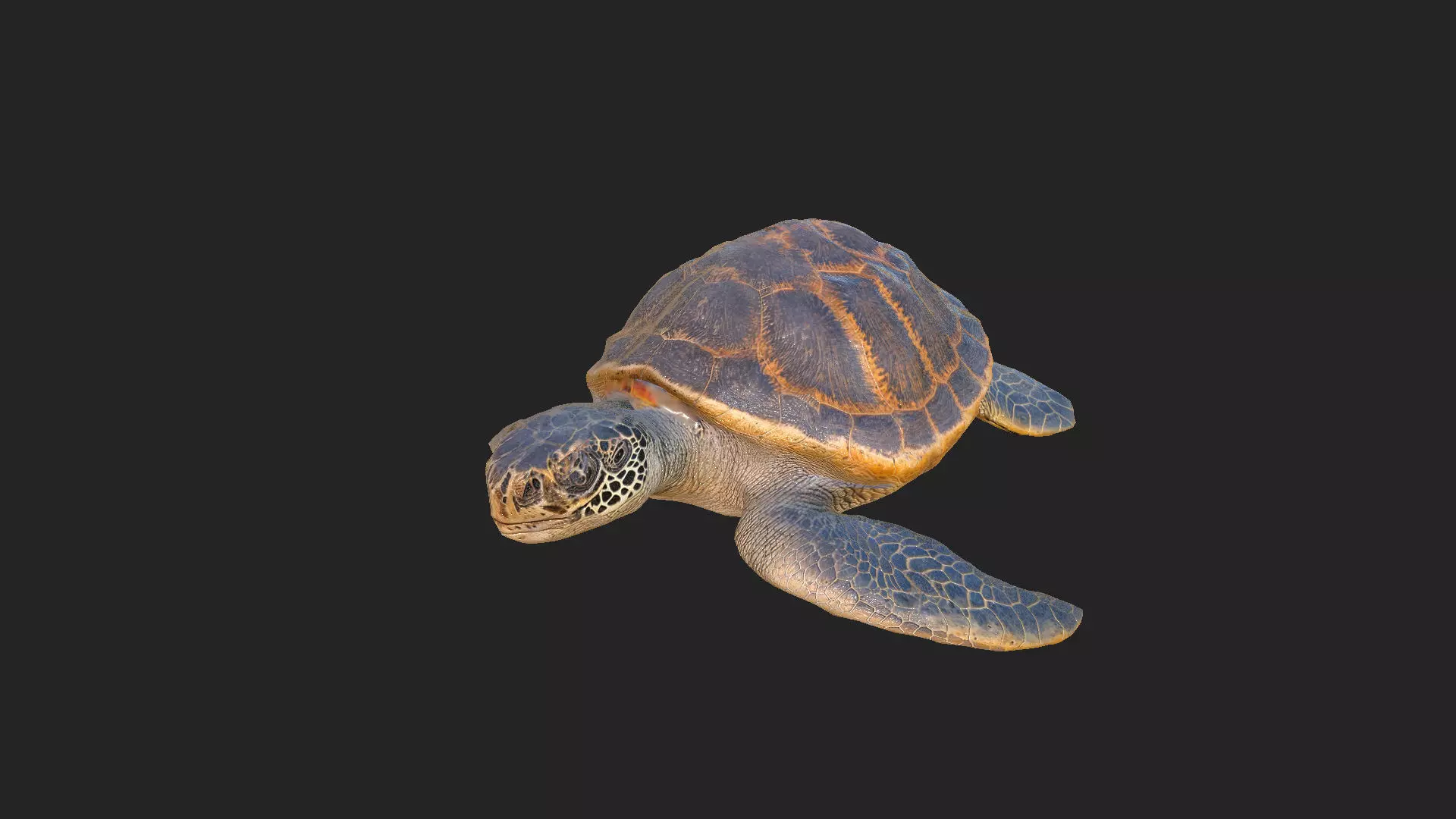 sea turtle 3D Model 001 Low-poly 3D model_0