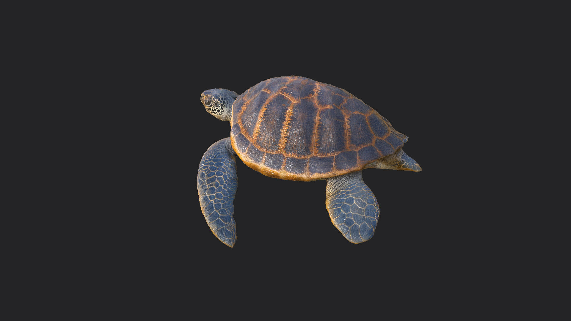 sea turtle 3D Model 001 Low-poly 3D model_2
