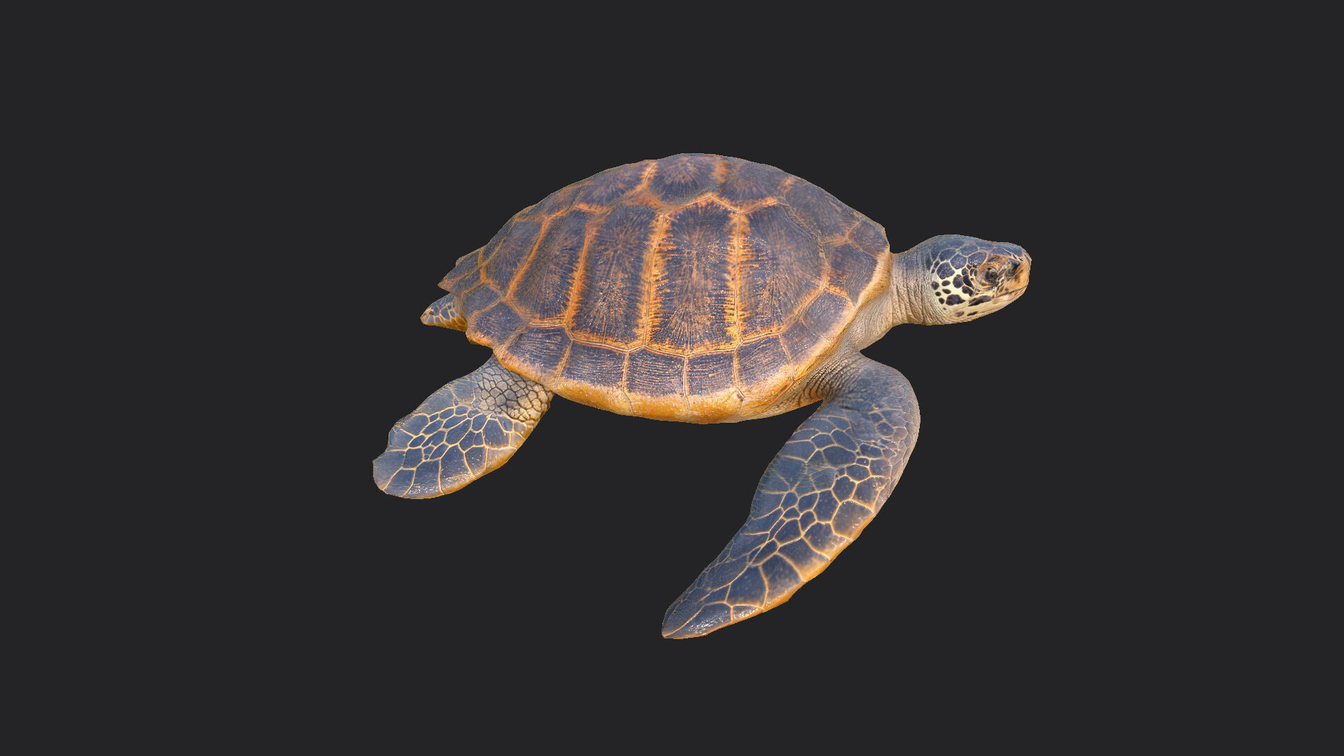 sea turtle 3D Model 001 Low-poly 3D model_7