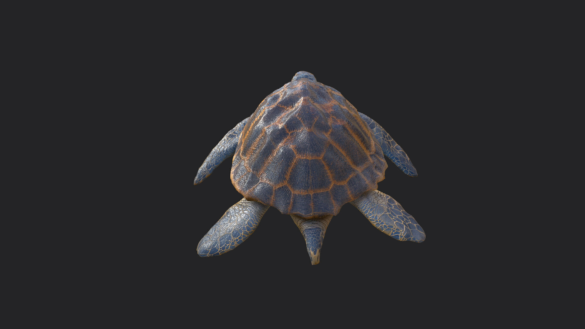 sea turtle 3D Model 001 Low-poly 3D model_4