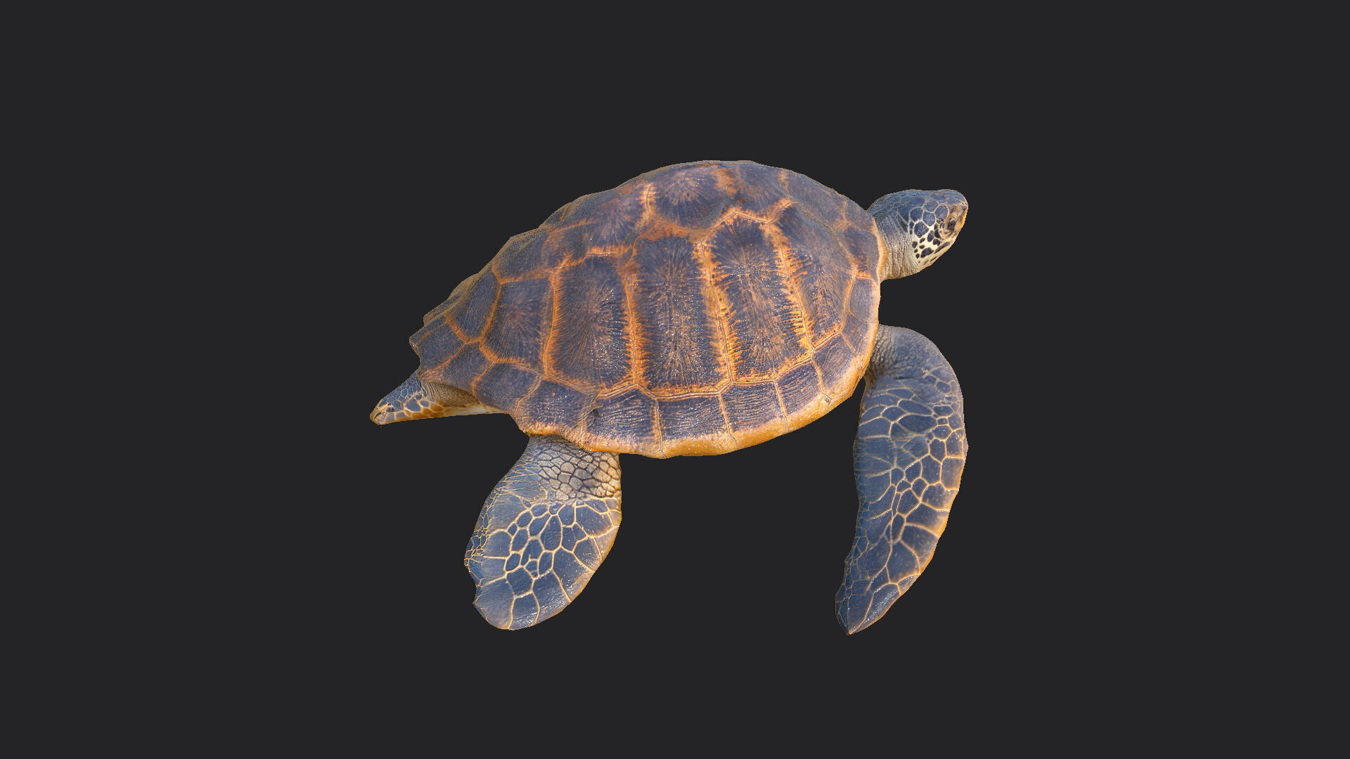 sea turtle 3D Model 001 Low-poly 3D model_6