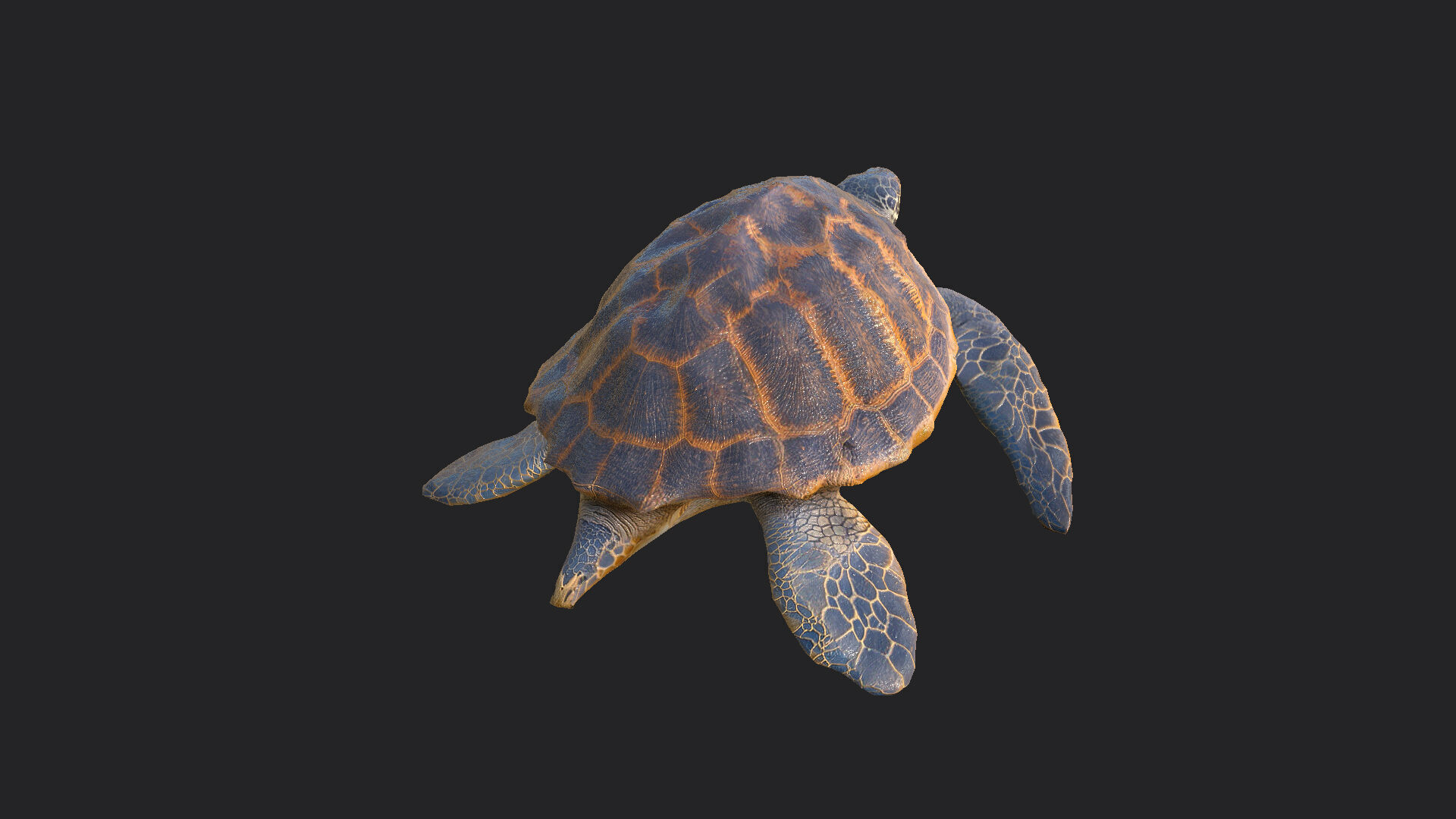 sea turtle 3D Model 001 Low-poly 3D model_5