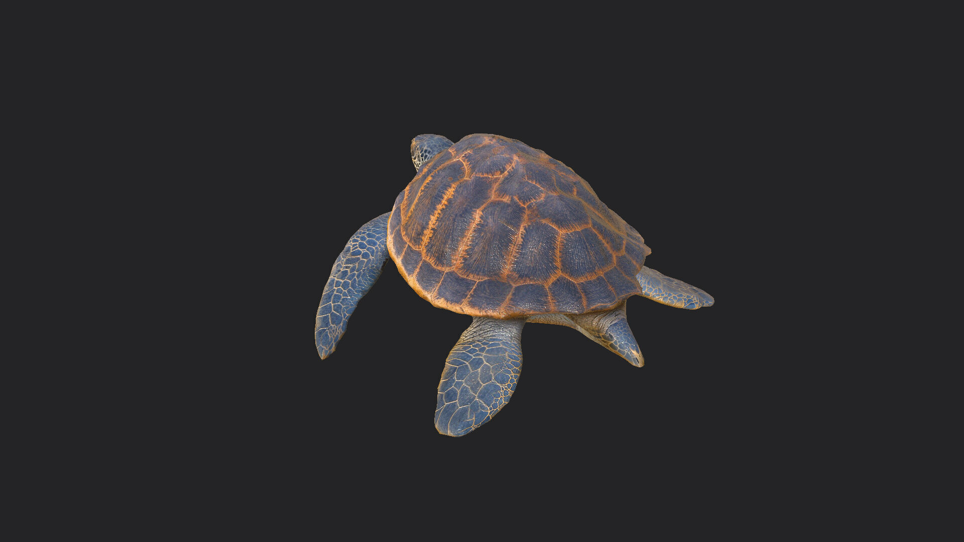 sea turtle 3D Model 001 Low-poly 3D model_3