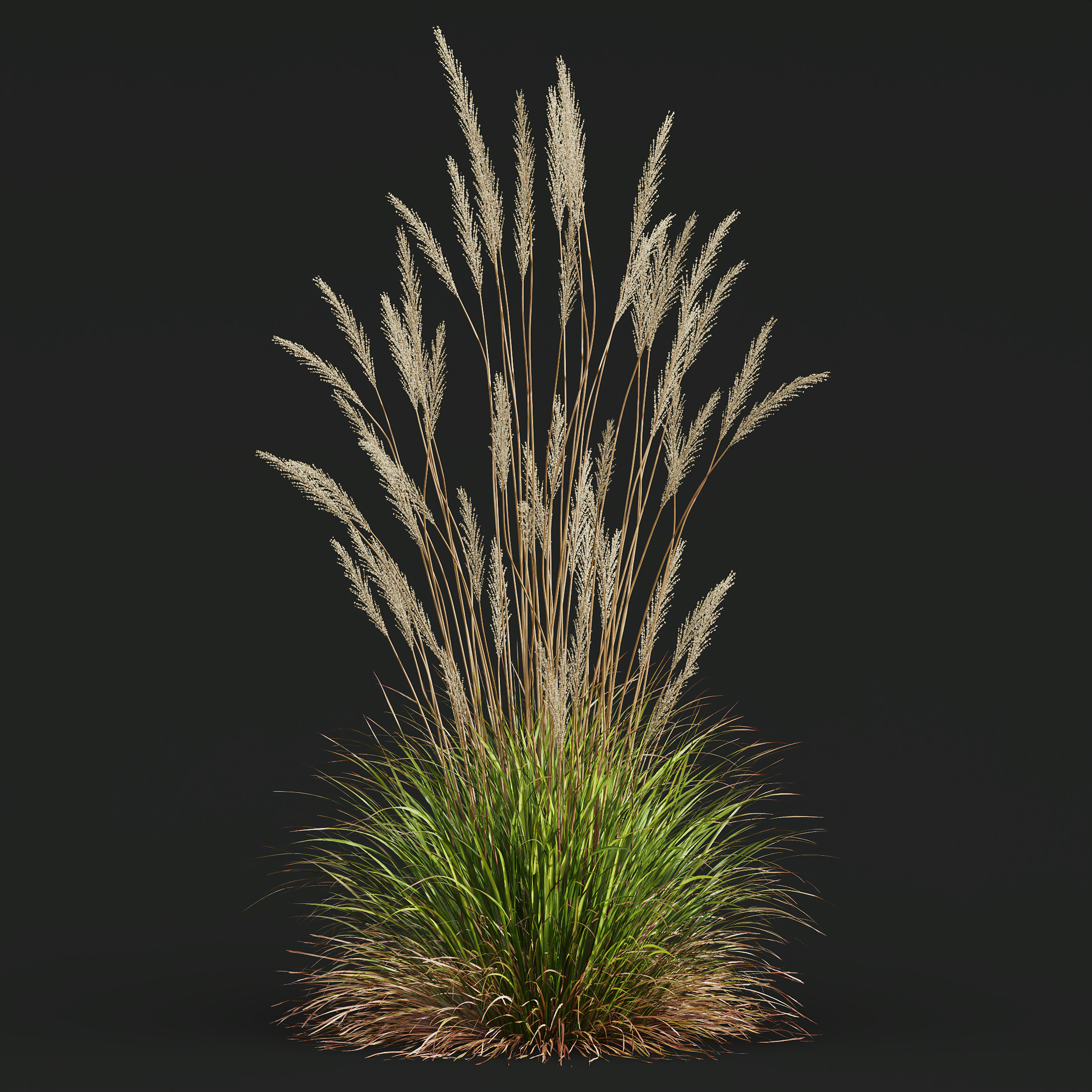 AV Calamagrostis Karl Foerster and Stipa lessoniana Grasses 3D model_8