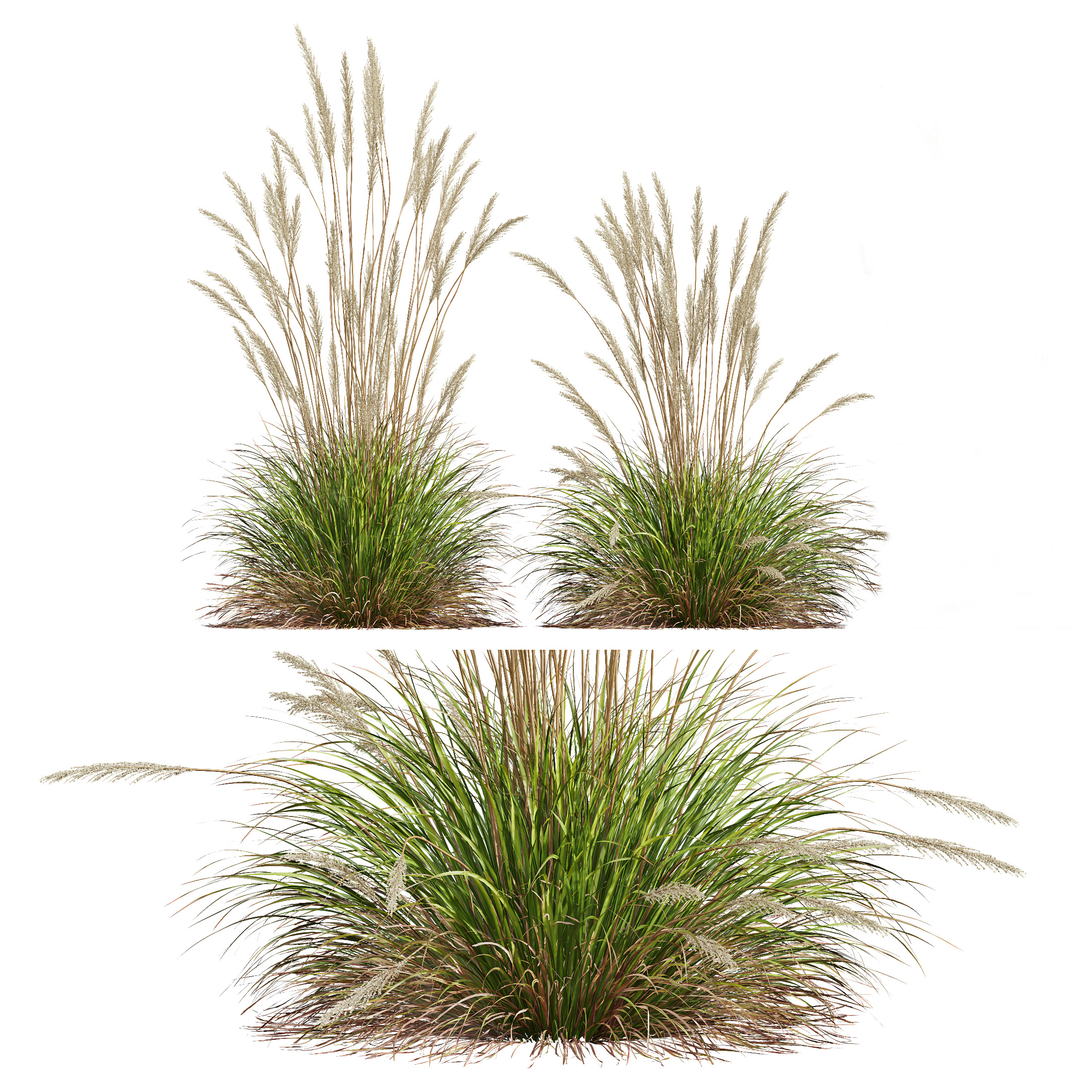AV Calamagrostis Karl Foerster and Stipa lessoniana Grasses 3D model_5