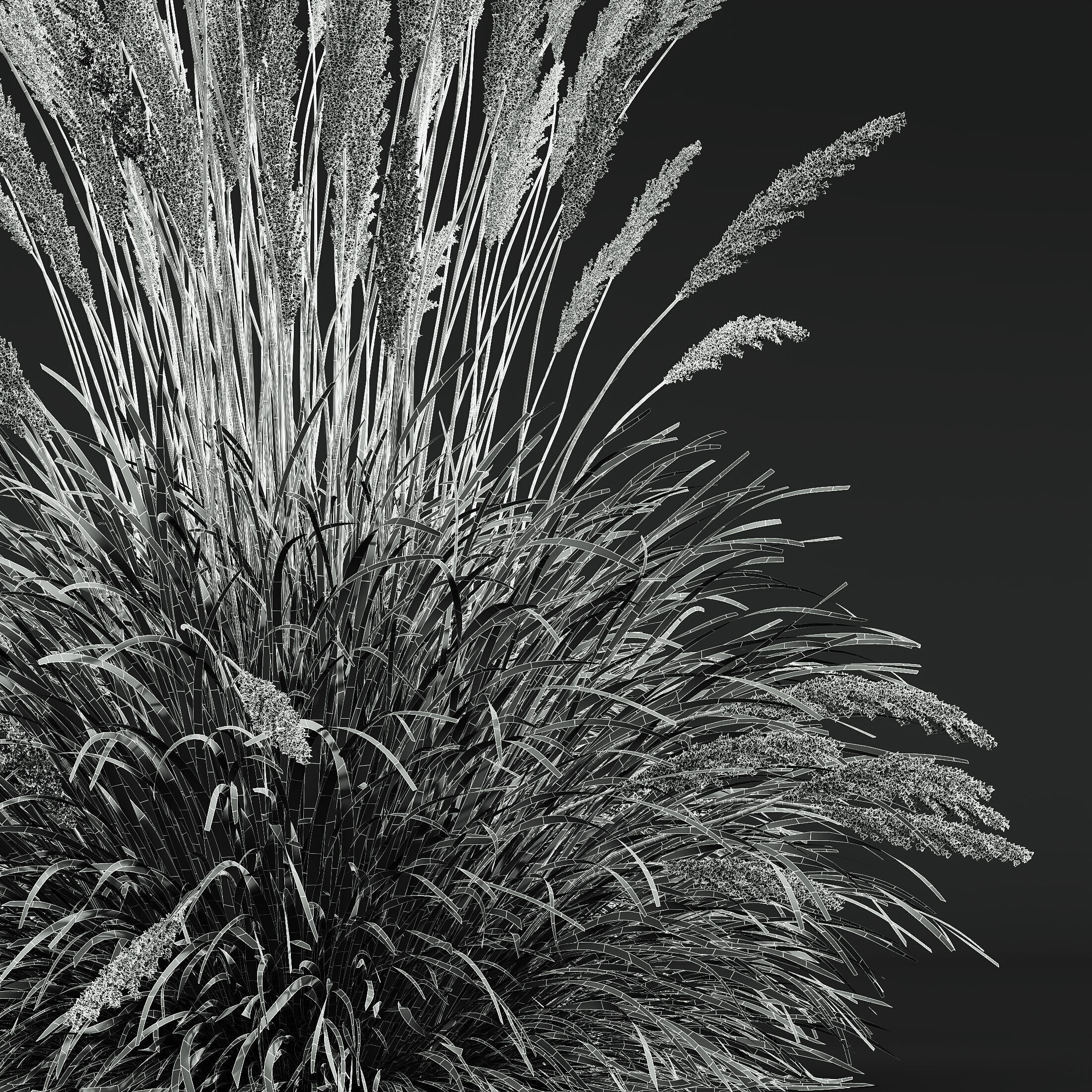 AV Calamagrostis Karl Foerster and Stipa lessoniana Grasses 3D model_13