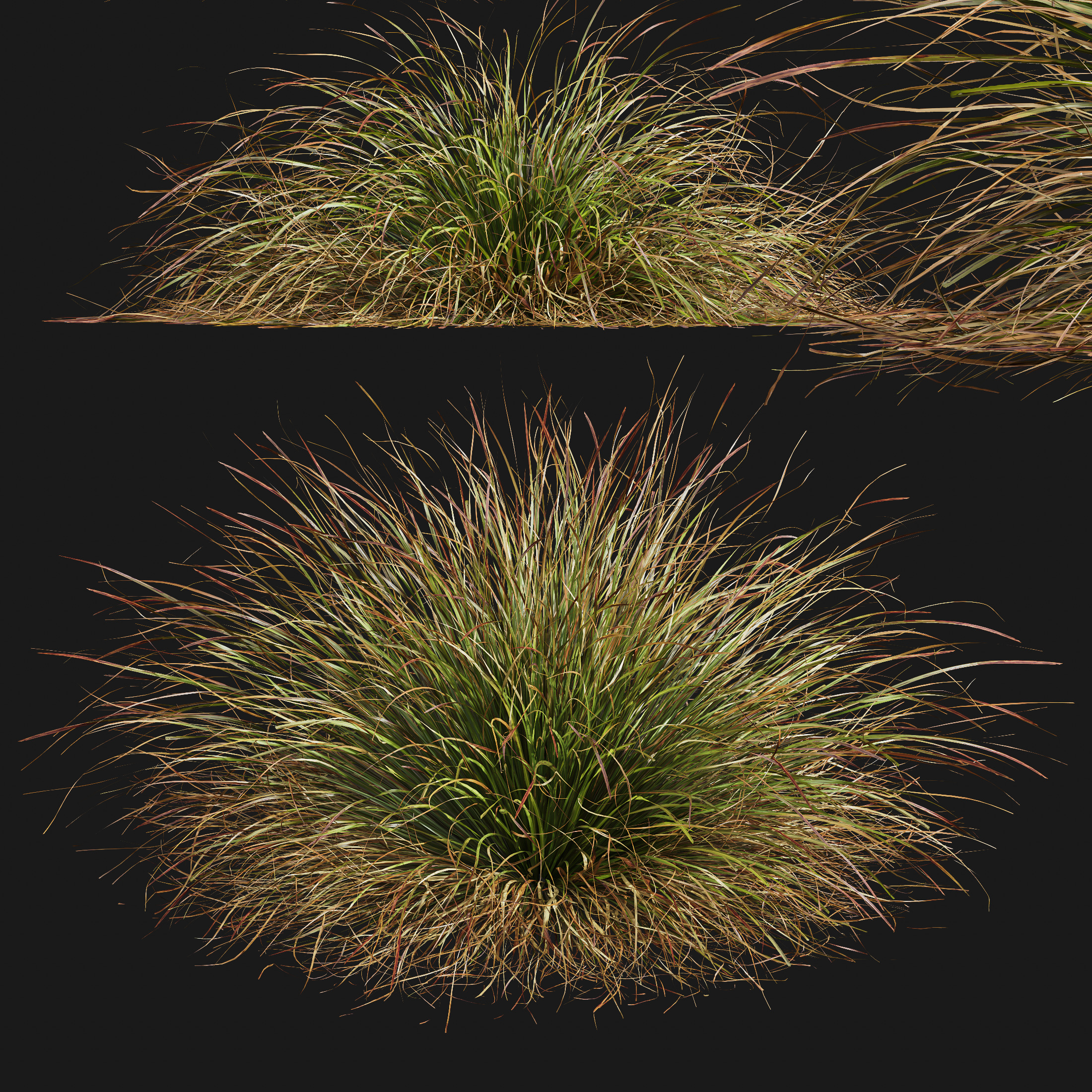 AV Calamagrostis Karl Foerster and Stipa lessoniana Grasses 3D model_9