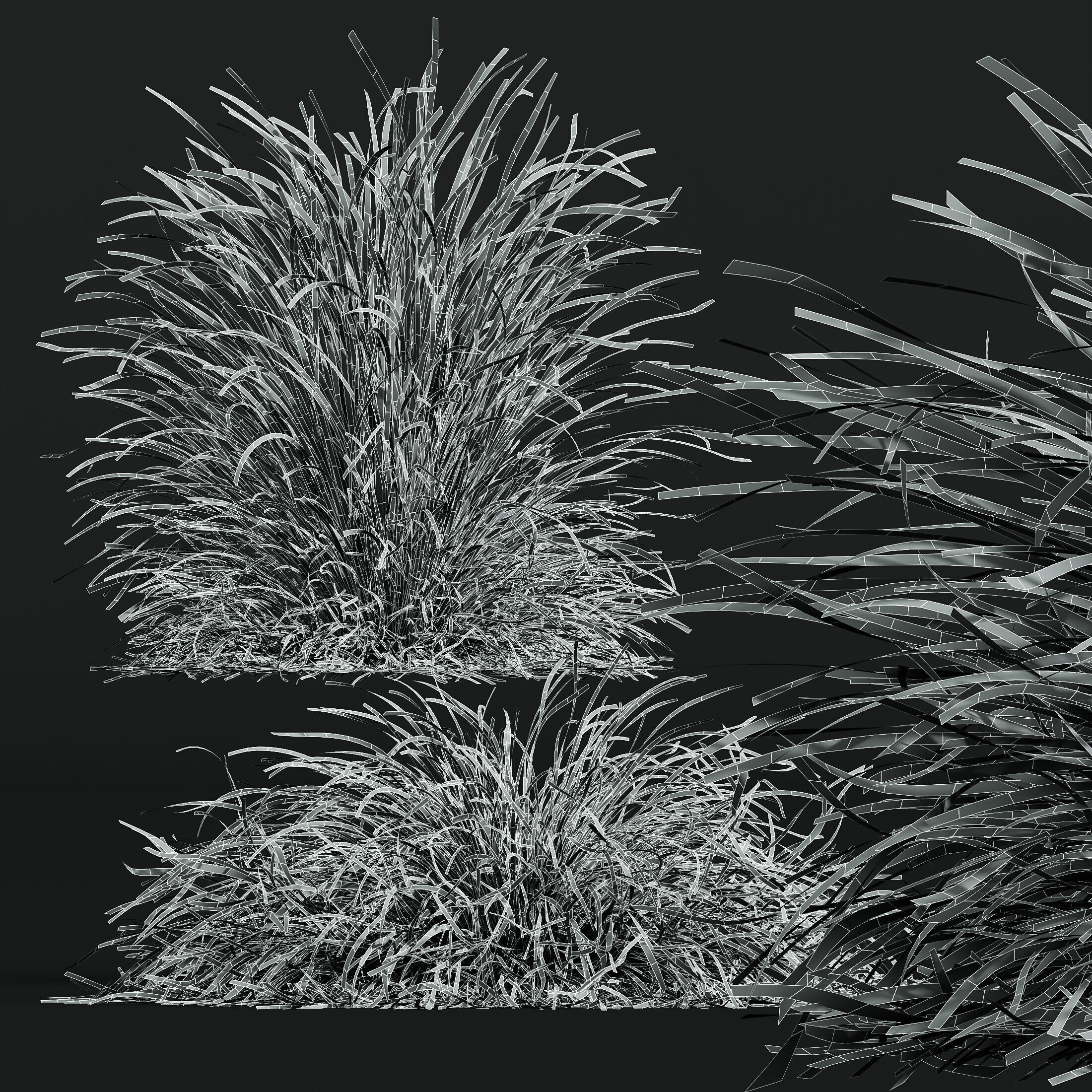AV Calamagrostis Karl Foerster and Stipa lessoniana Grasses 3D model_14