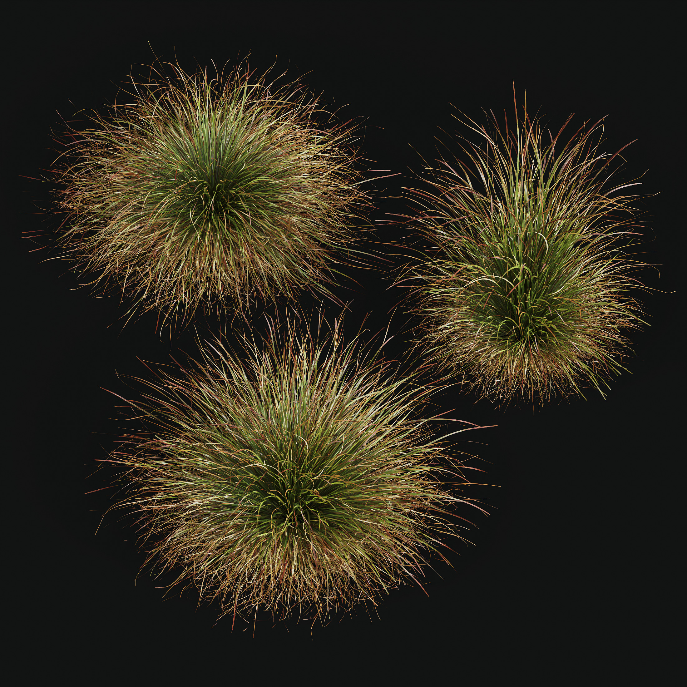 AV Calamagrostis Karl Foerster and Stipa lessoniana Grasses 3D model_7