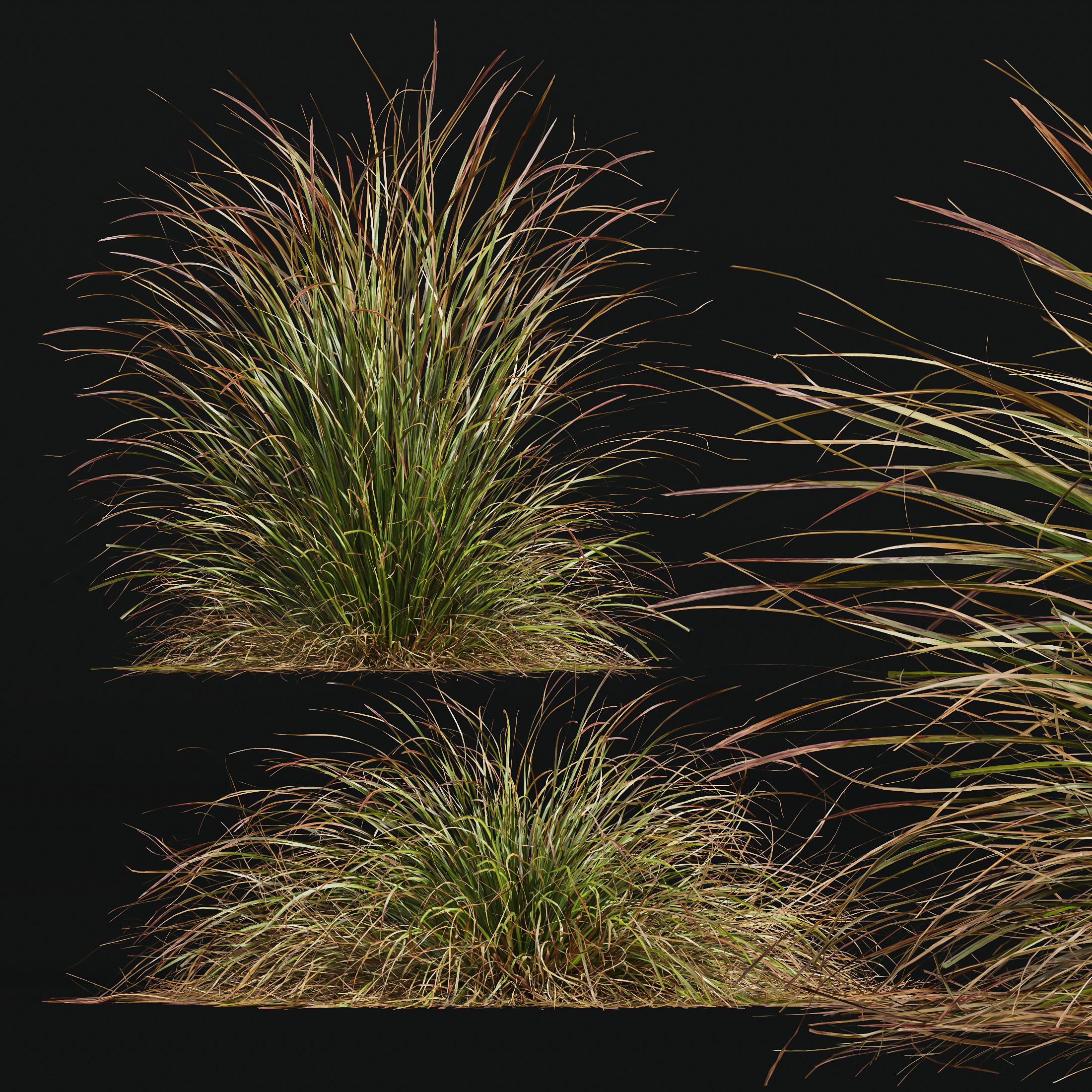 AV Calamagrostis Karl Foerster and Stipa lessoniana Grasses 3D model_4