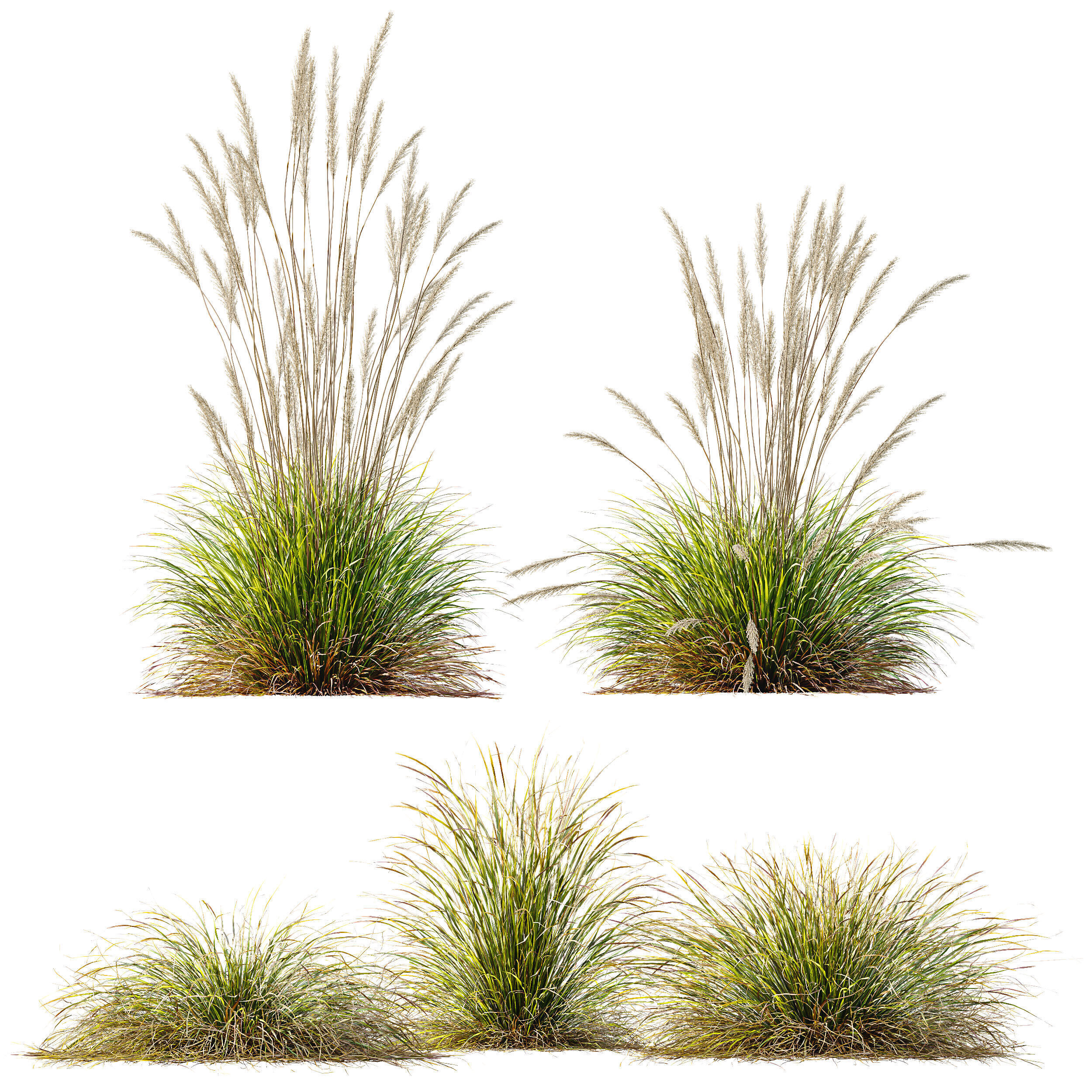 AV Calamagrostis Karl Foerster and Stipa lessoniana Grasses 3D model_10