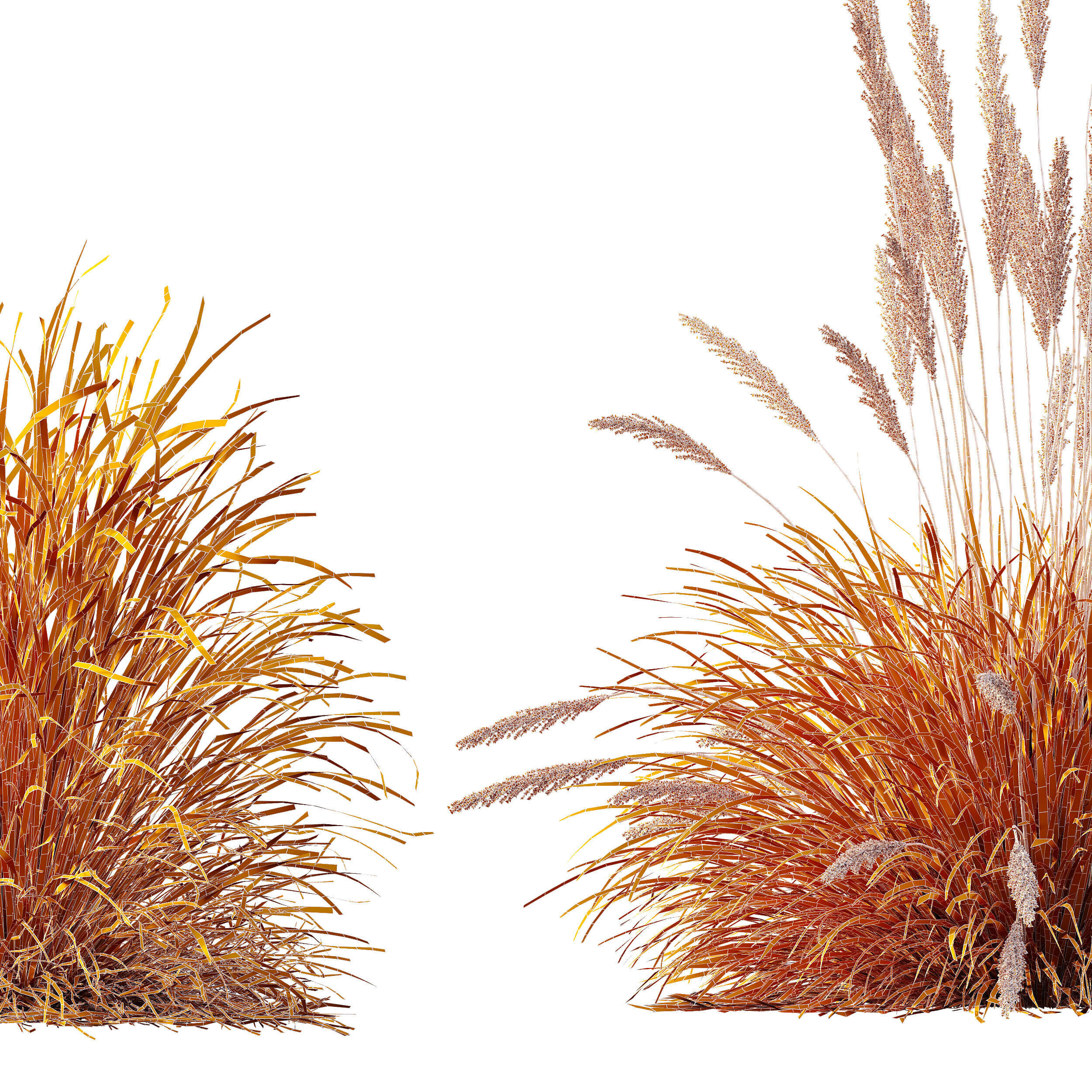 AV Calamagrostis Karl Foerster and Stipa lessoniana Grasses 3D model_12