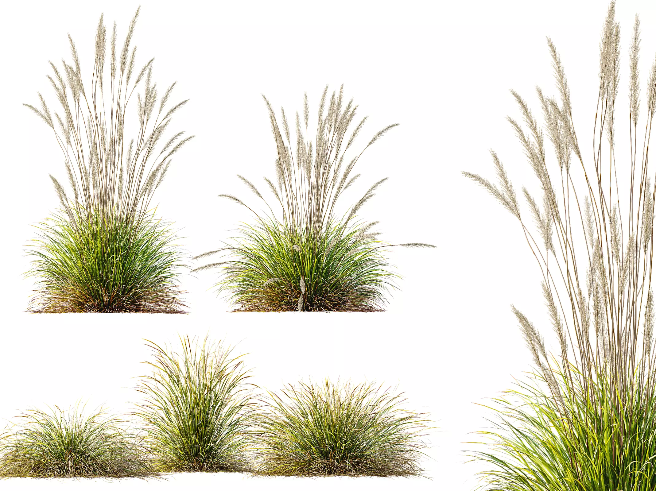 AV Calamagrostis Karl Foerster and Stipa lessoniana Grasses 3D model_0