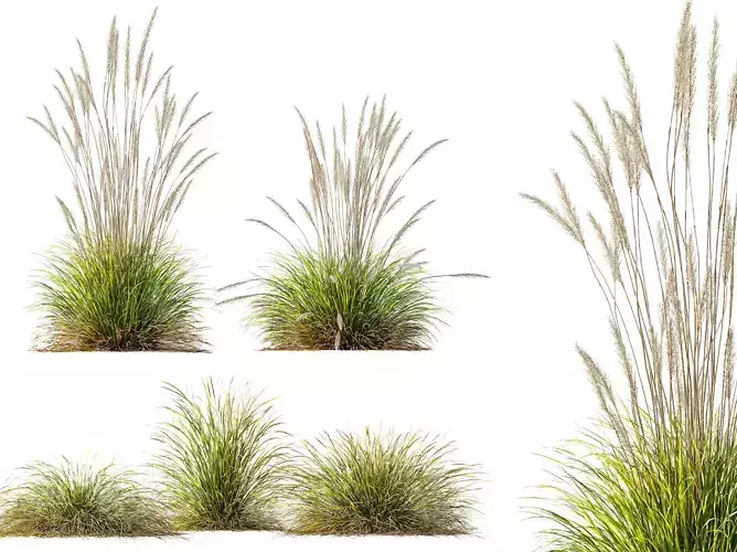 AV Calamagrostis Karl Foerster and Stipa lessoniana Grasses 3D model