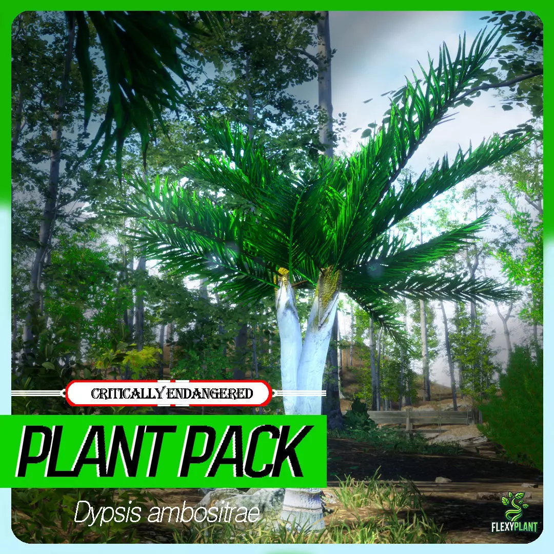 Critically Endangered Plant - 4 Dypsis ambositrae Tree Model Low-poly 3D model_0