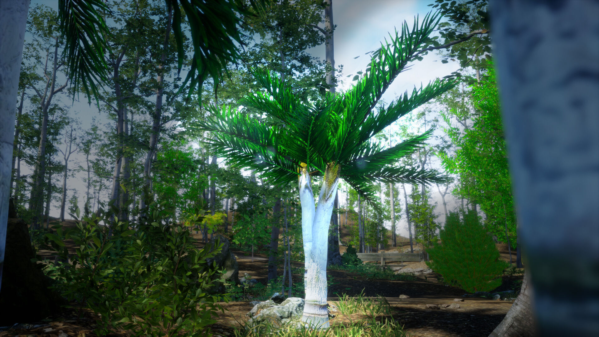 Critically Endangered Plant - 4 Dypsis ambositrae Tree Model Low-poly 3D model_1