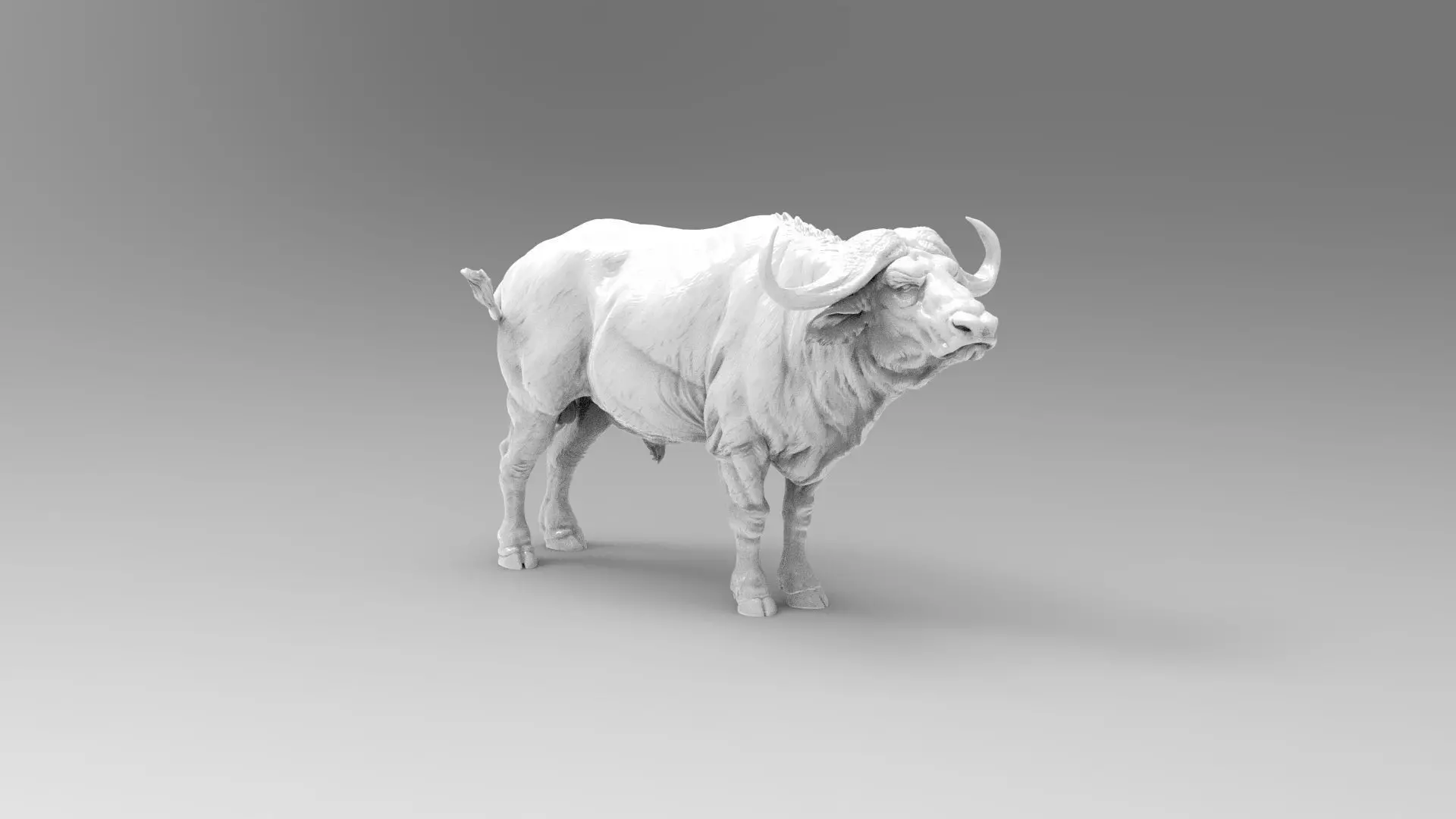 buffalo 3D model_0