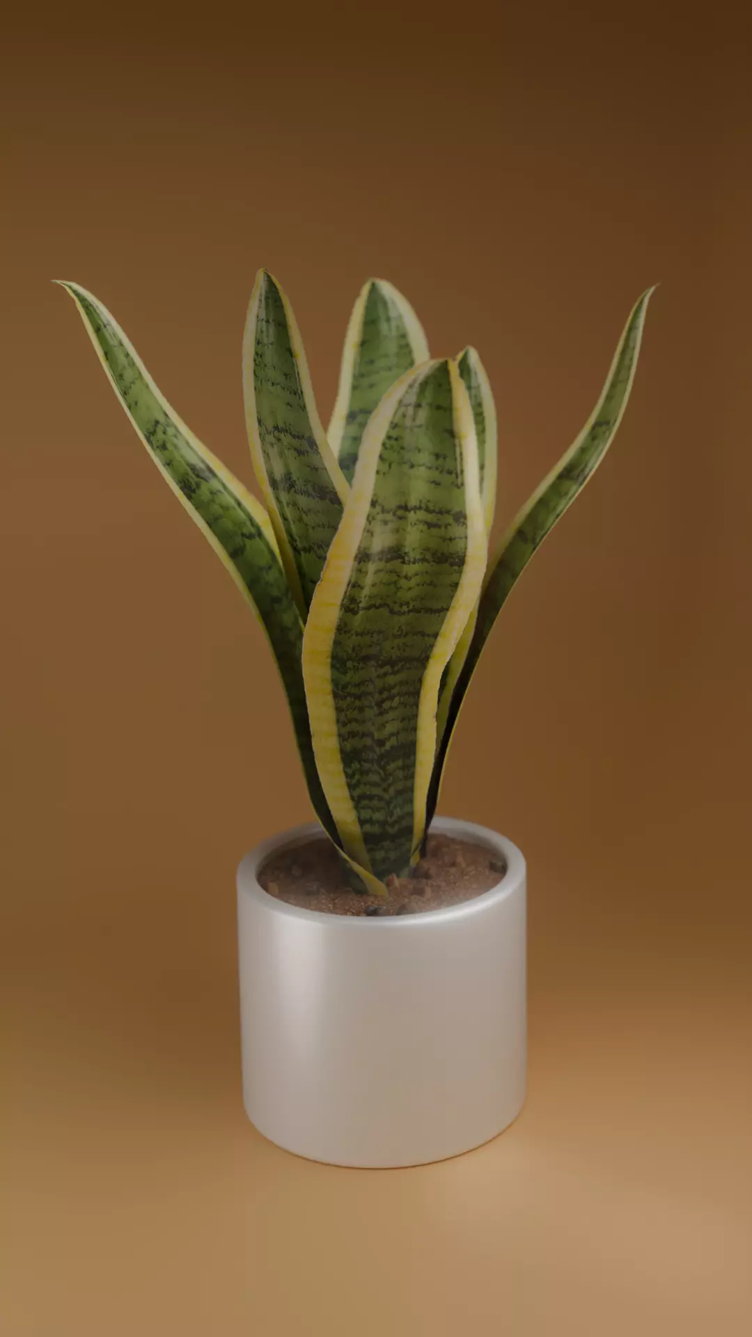 House plant Sansevieria Free 3D model