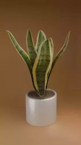 House plant Sansevieria