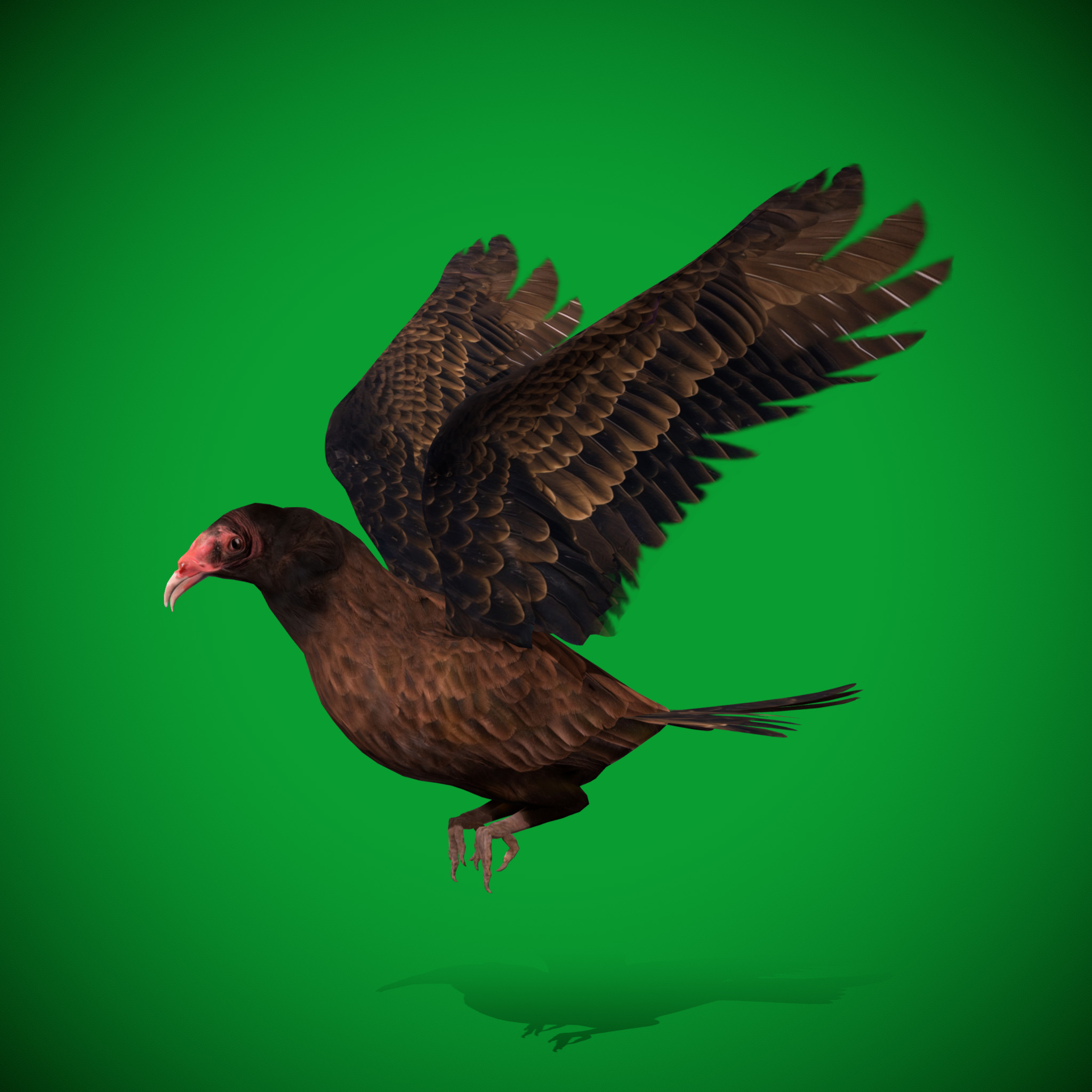 Turkey Black Vulture Low-poly 3D model_28