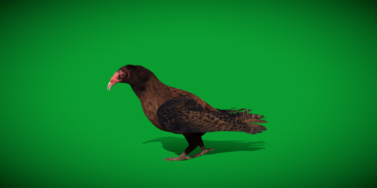 Turkey Black Vulture Low-poly 3D model_5