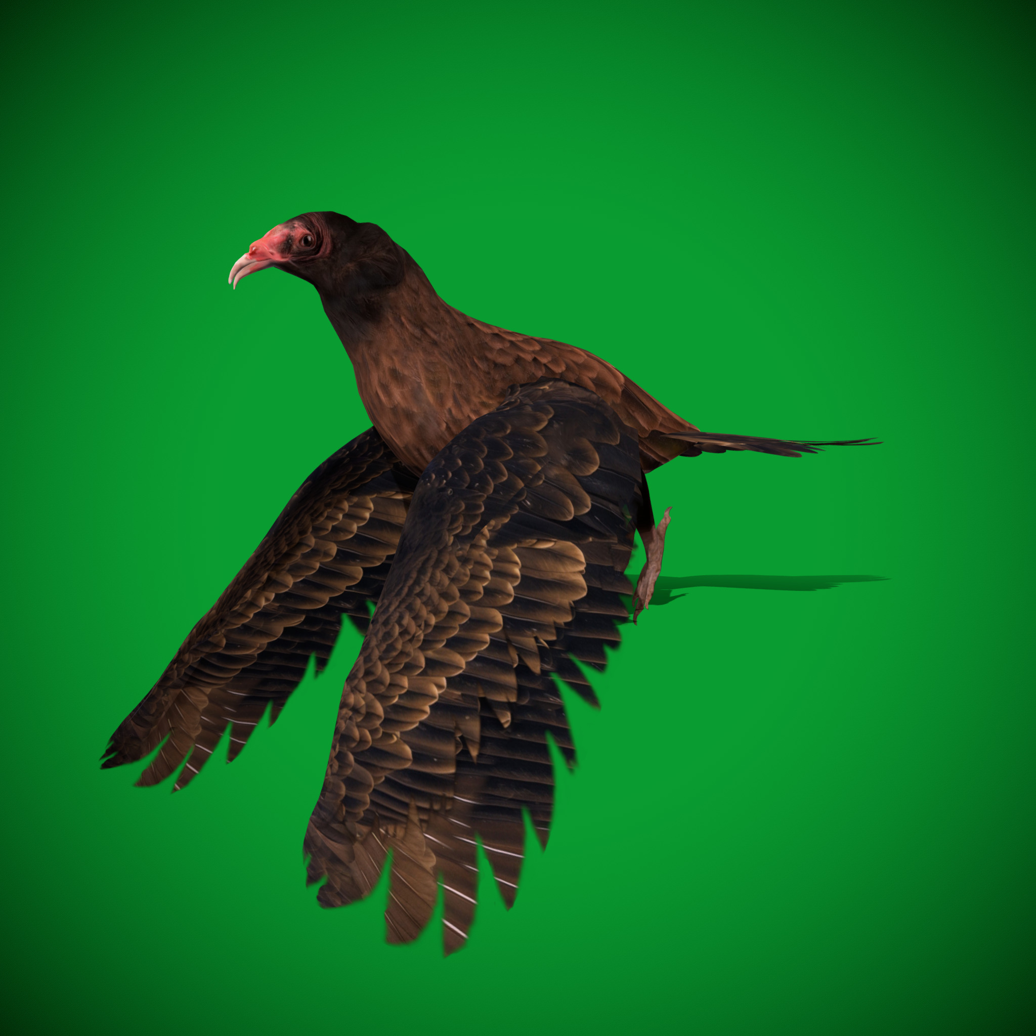 Turkey Black Vulture Low-poly 3D model_26