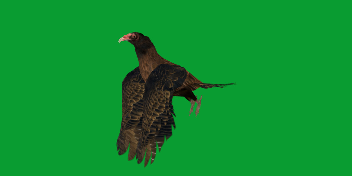 Turkey Black Vulture Low-poly 3D model_27