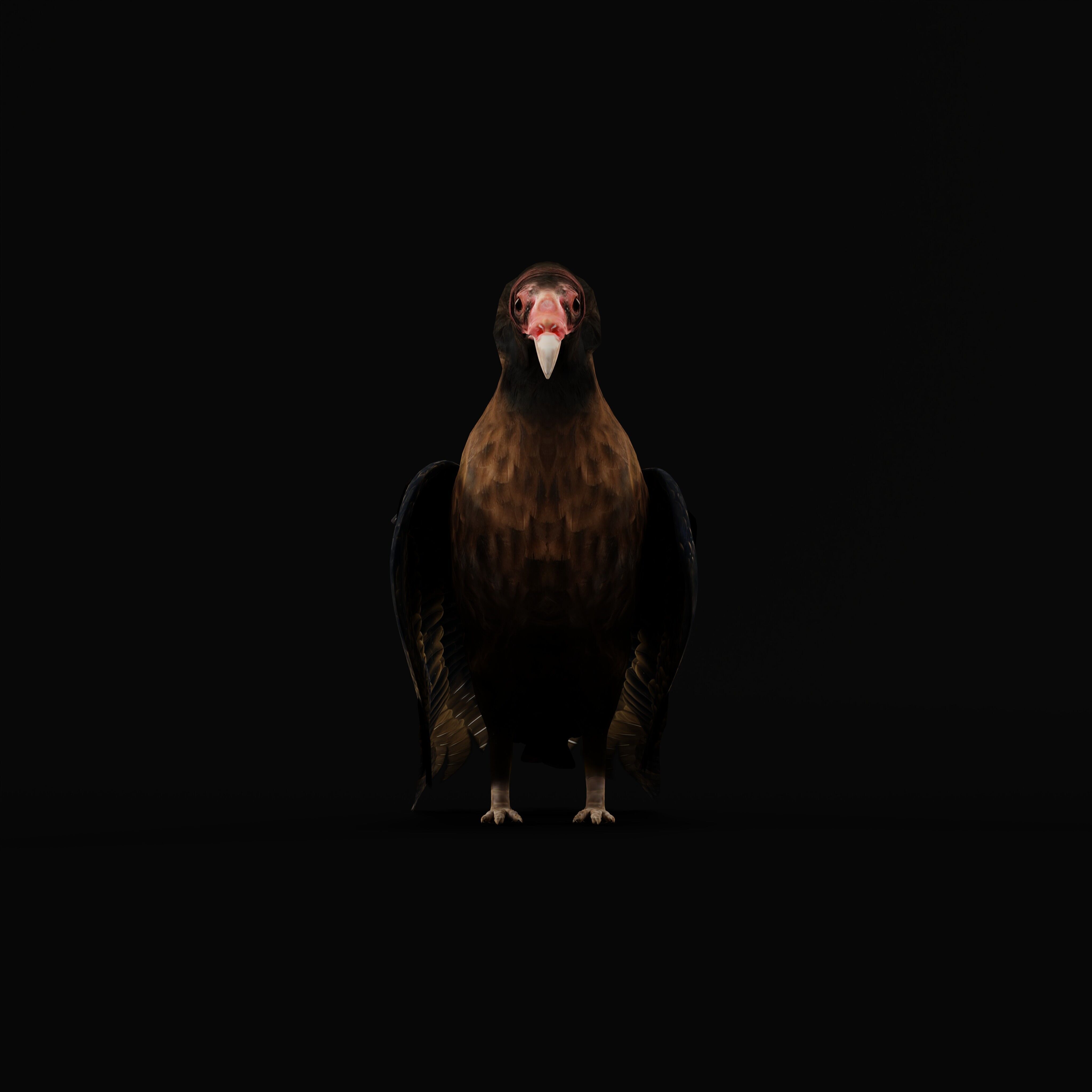 Turkey Black Vulture Low-poly 3D model_35