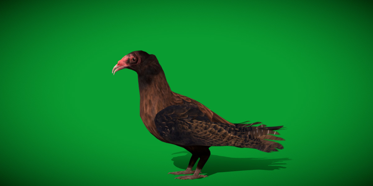 Turkey Black Vulture Low-poly 3D model_24