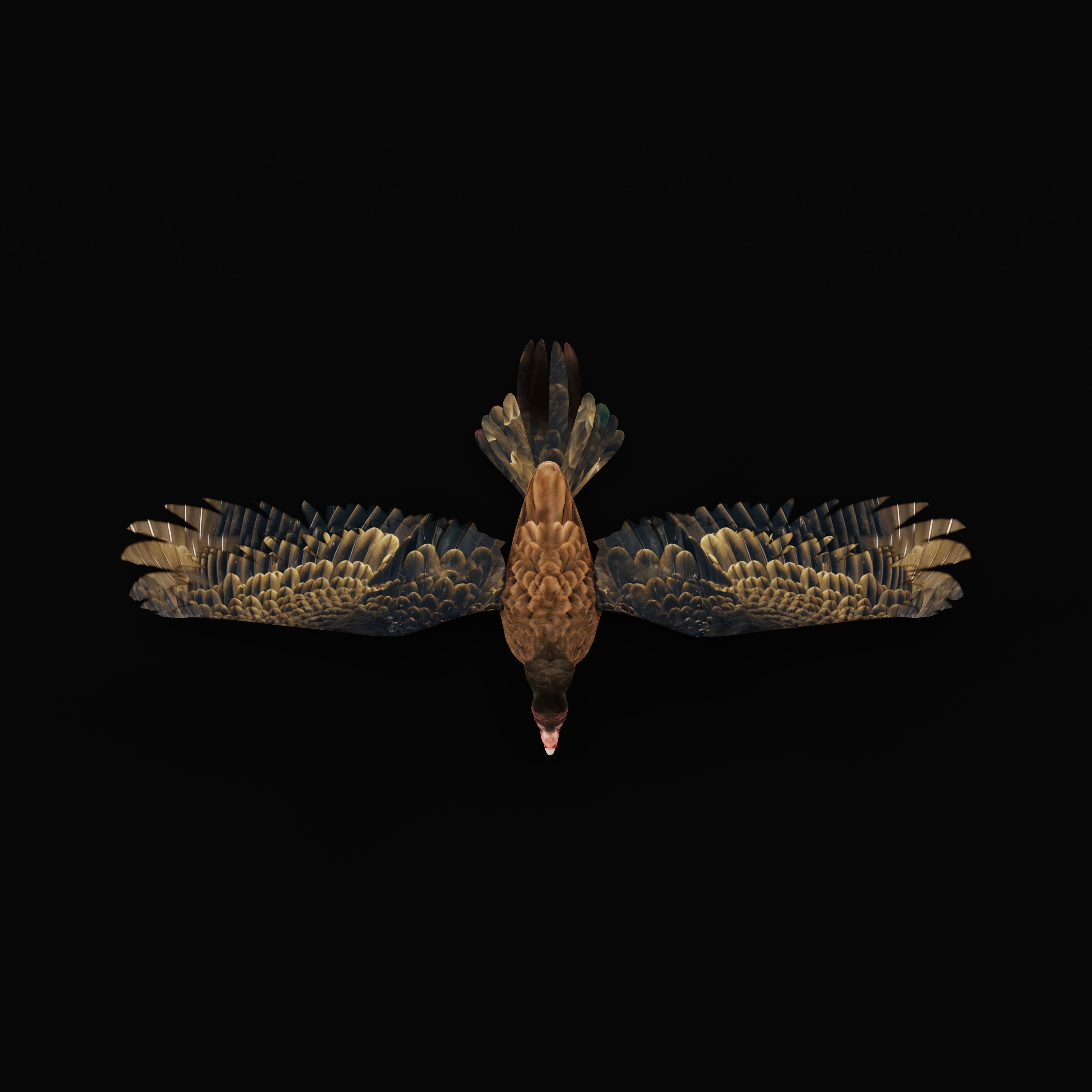 Turkey Black Vulture Low-poly 3D model_39