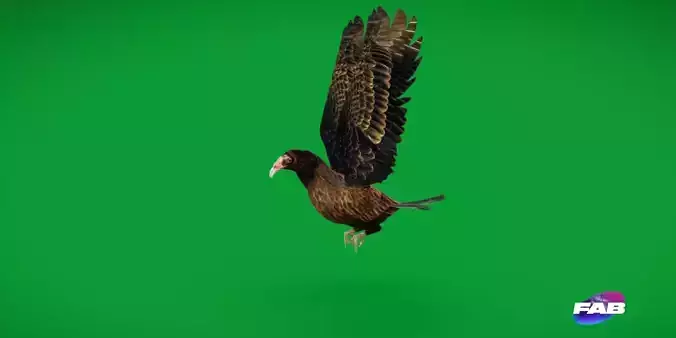 Turkey Black Vulture Low-poly 3D model
