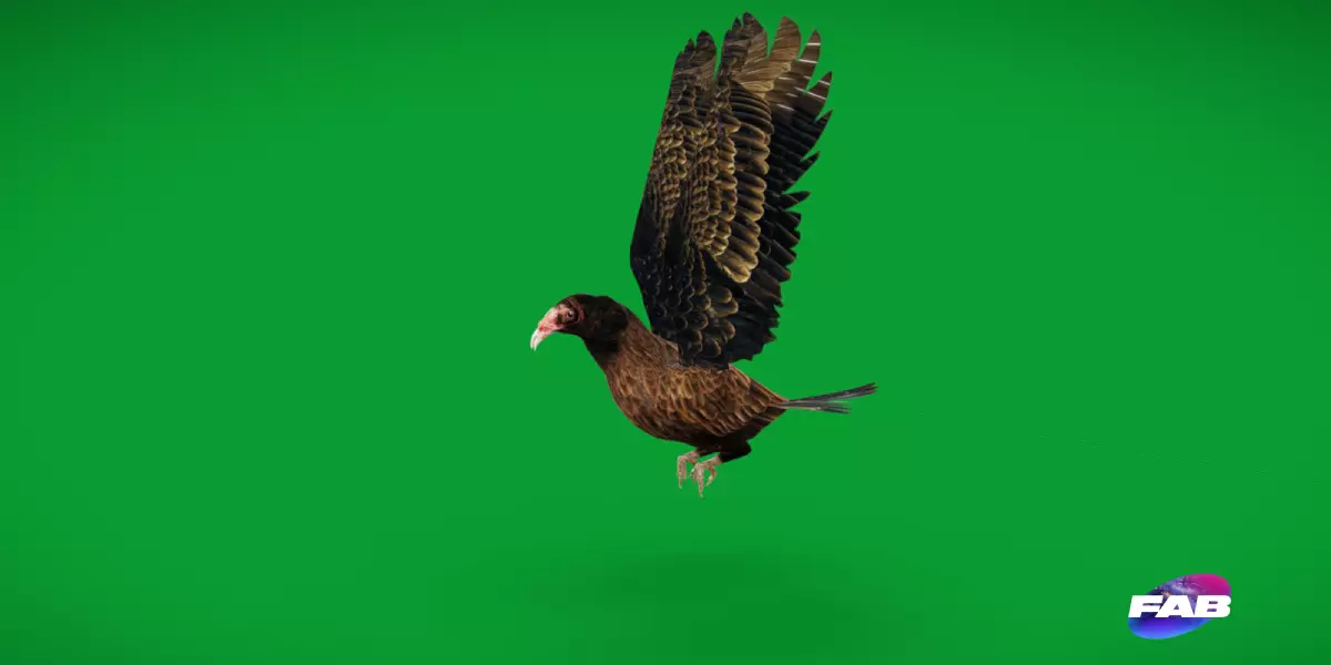 Turkey Black Vulture Low-poly 3D model_0
