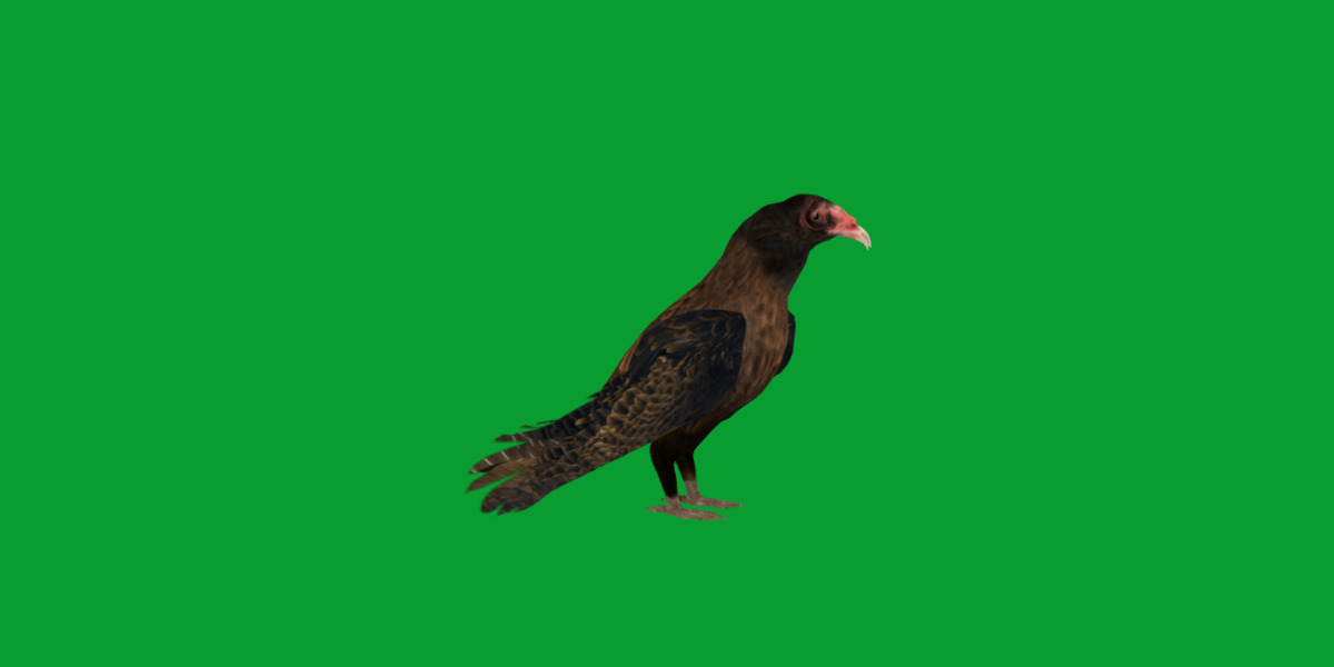 Turkey Black Vulture Low-poly 3D model_8