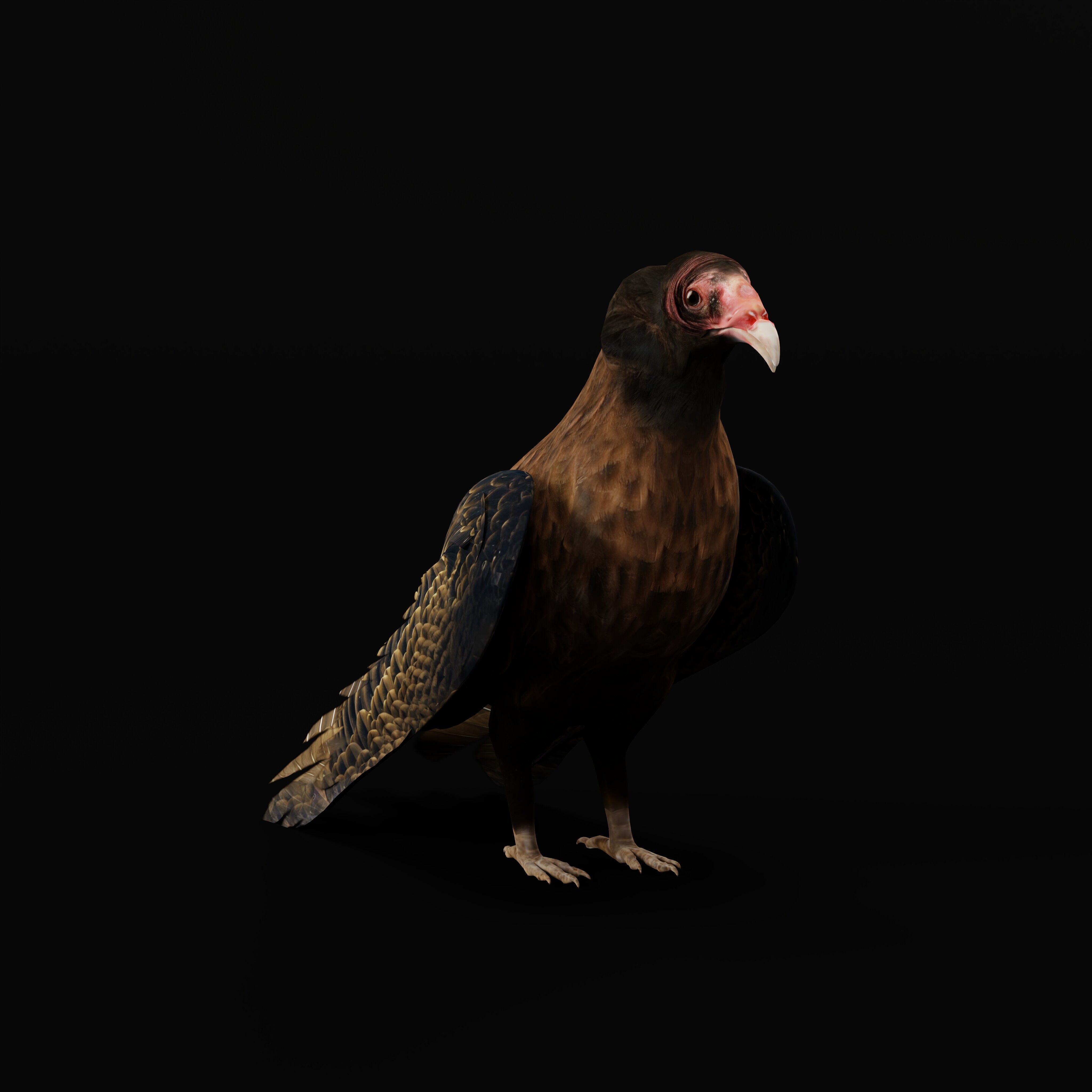 Turkey Black Vulture Low-poly 3D model_37