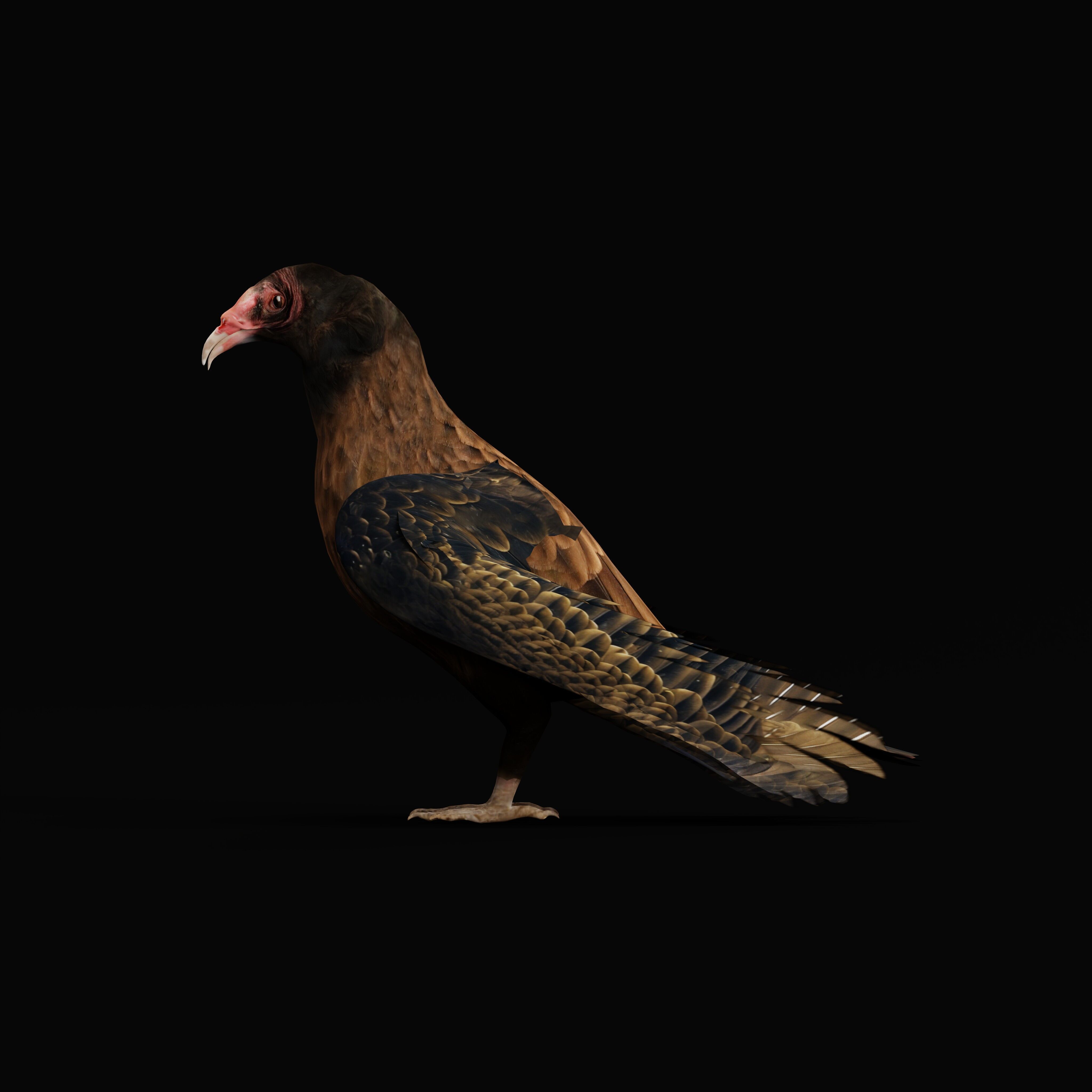 Turkey Black Vulture Low-poly 3D model_36