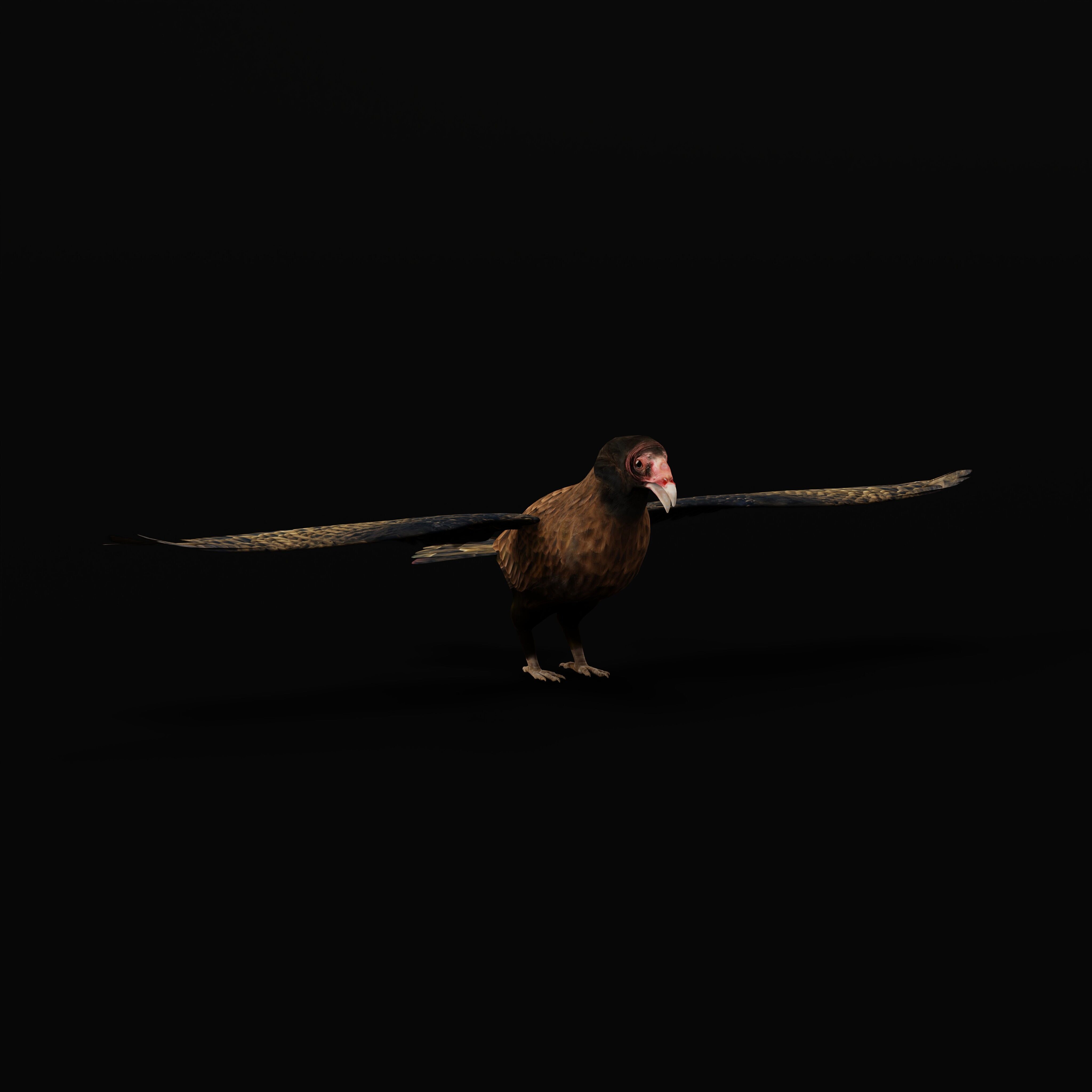 Turkey Black Vulture Low-poly 3D model_40