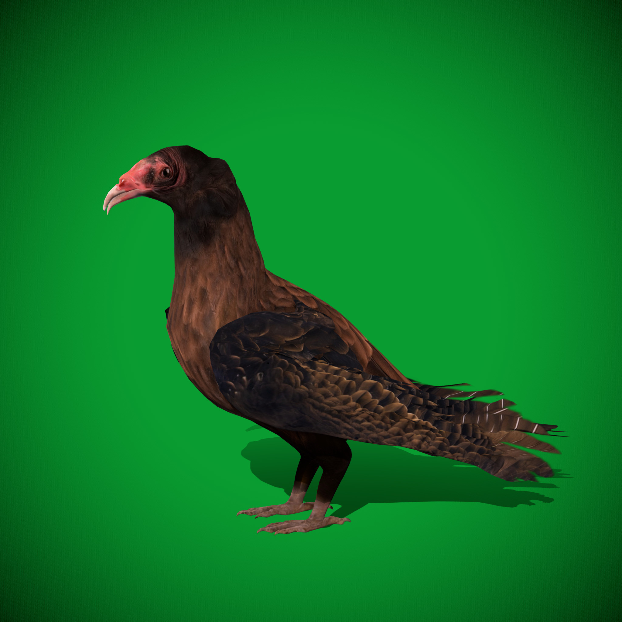 Turkey Black Vulture Low-poly 3D model_25