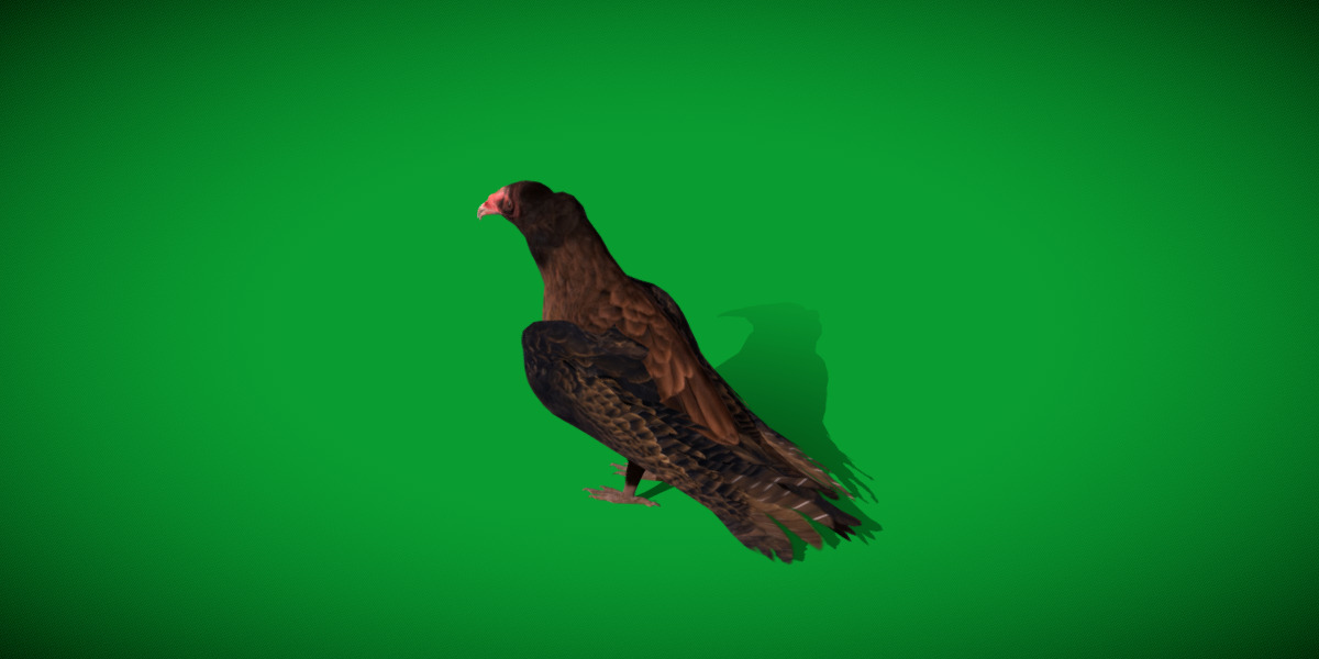 Turkey Black Vulture Low-poly 3D model_33