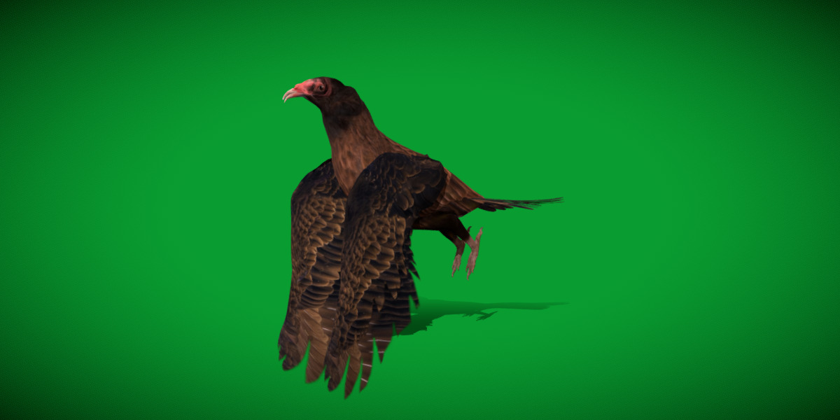 Turkey Black Vulture Low-poly 3D model_31