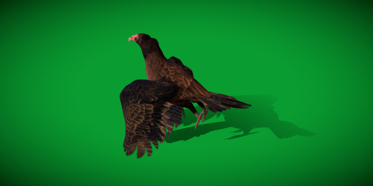 Turkey Black Vulture Low-poly 3D model_32