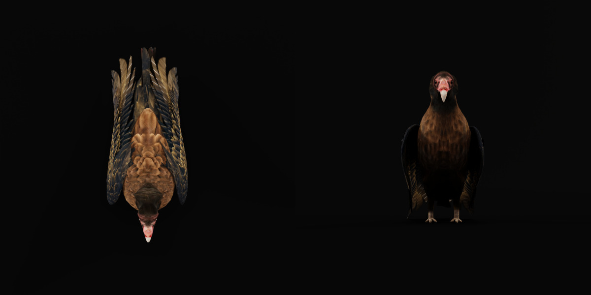 Turkey Black Vulture Low-poly 3D model_34