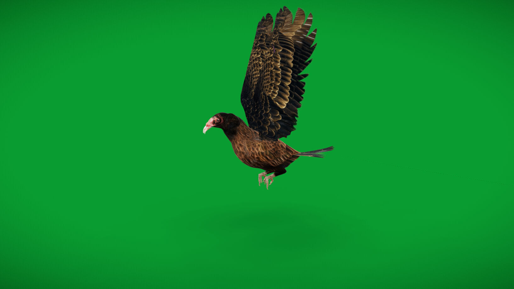 Turkey Black Vulture Low-poly 3D model_4