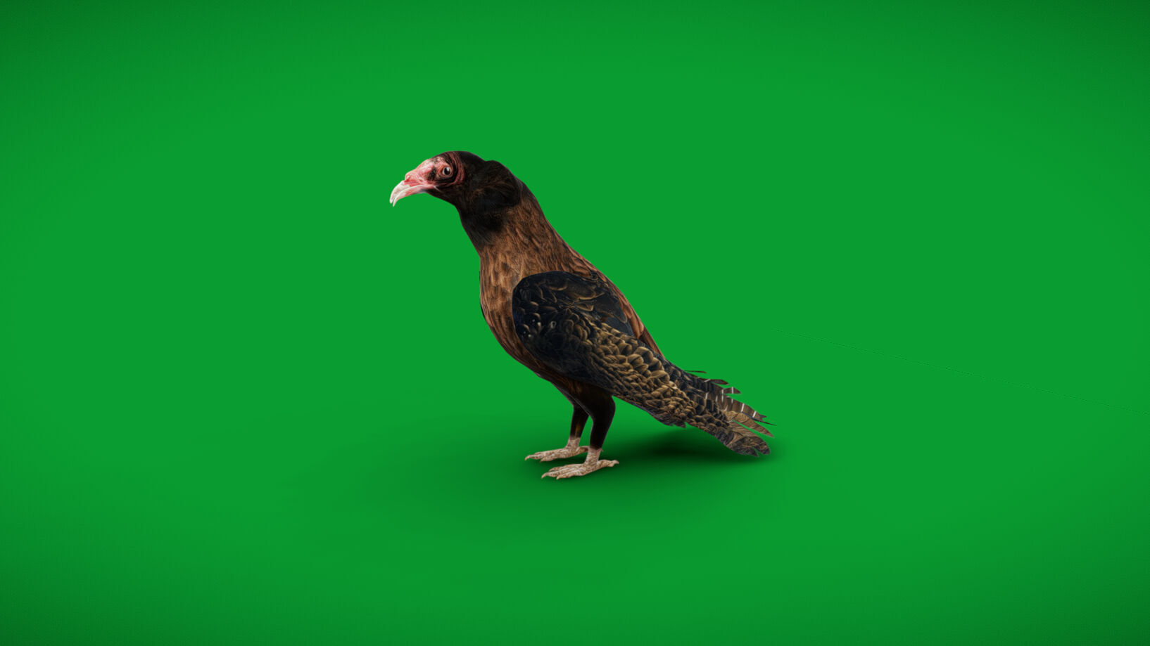 Turkey Black Vulture Low-poly 3D model_3